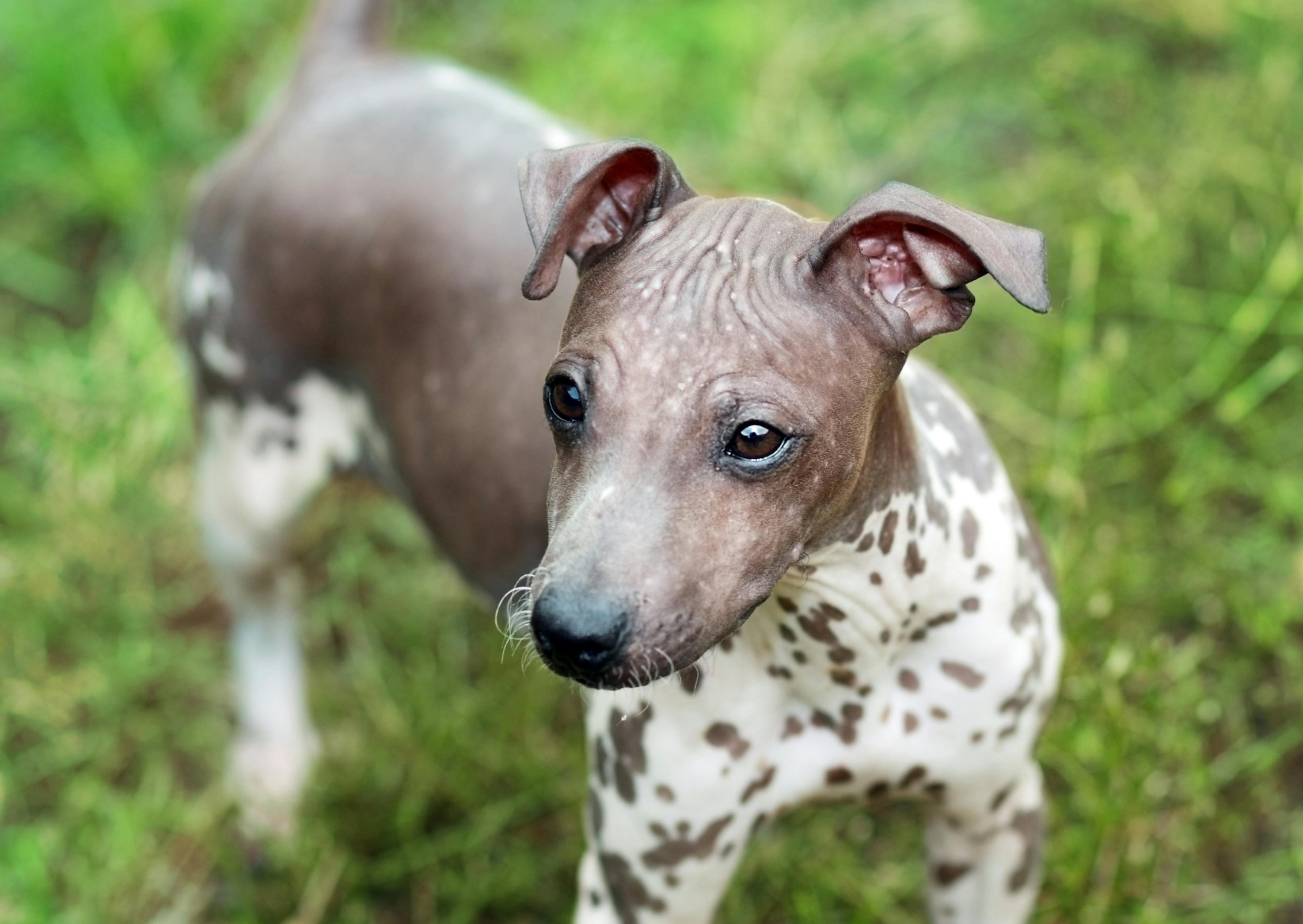 American Hairless Terrier debout, il regarde au loin