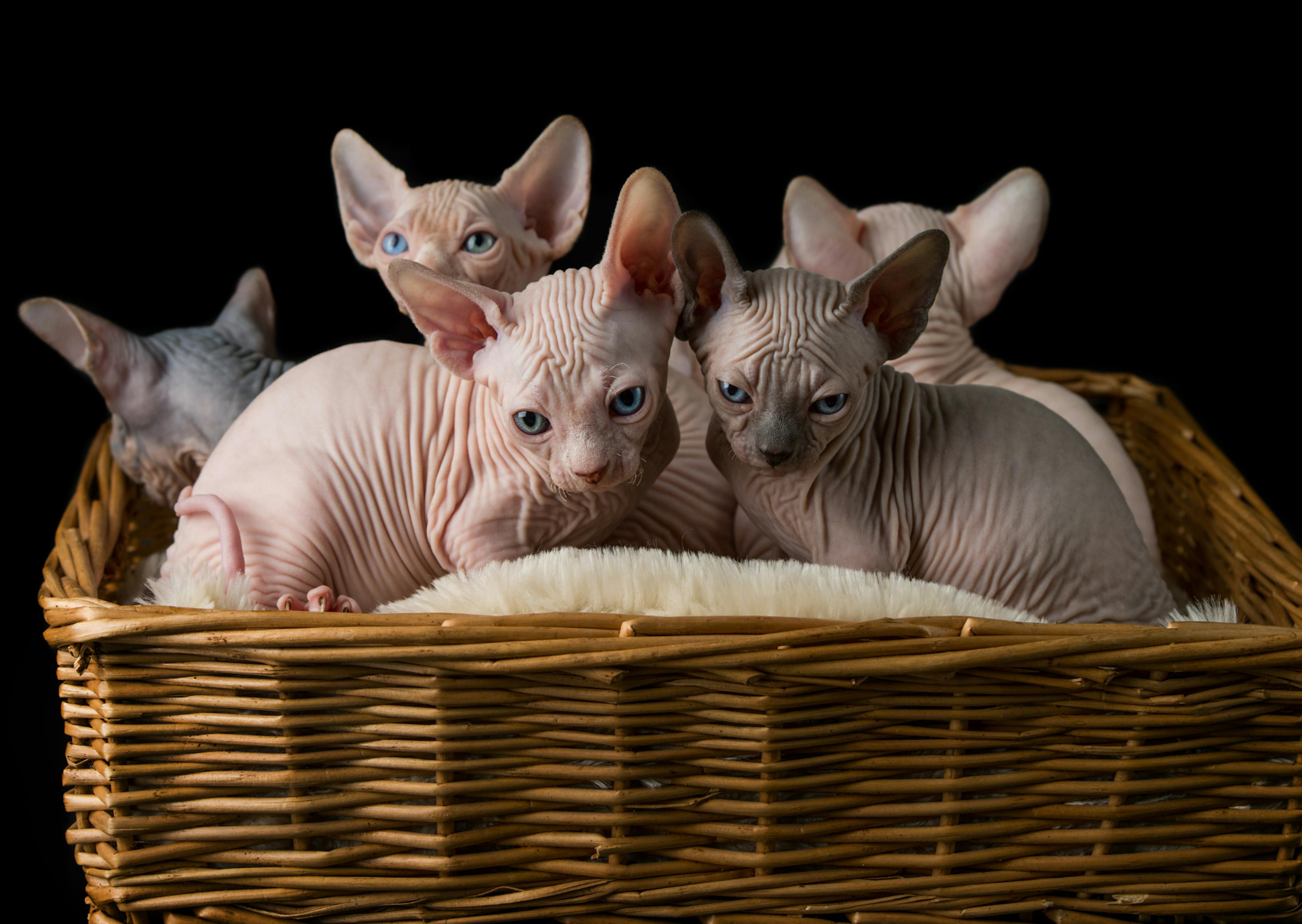 5 châtons sphynx, ils sont dans un panier en osier