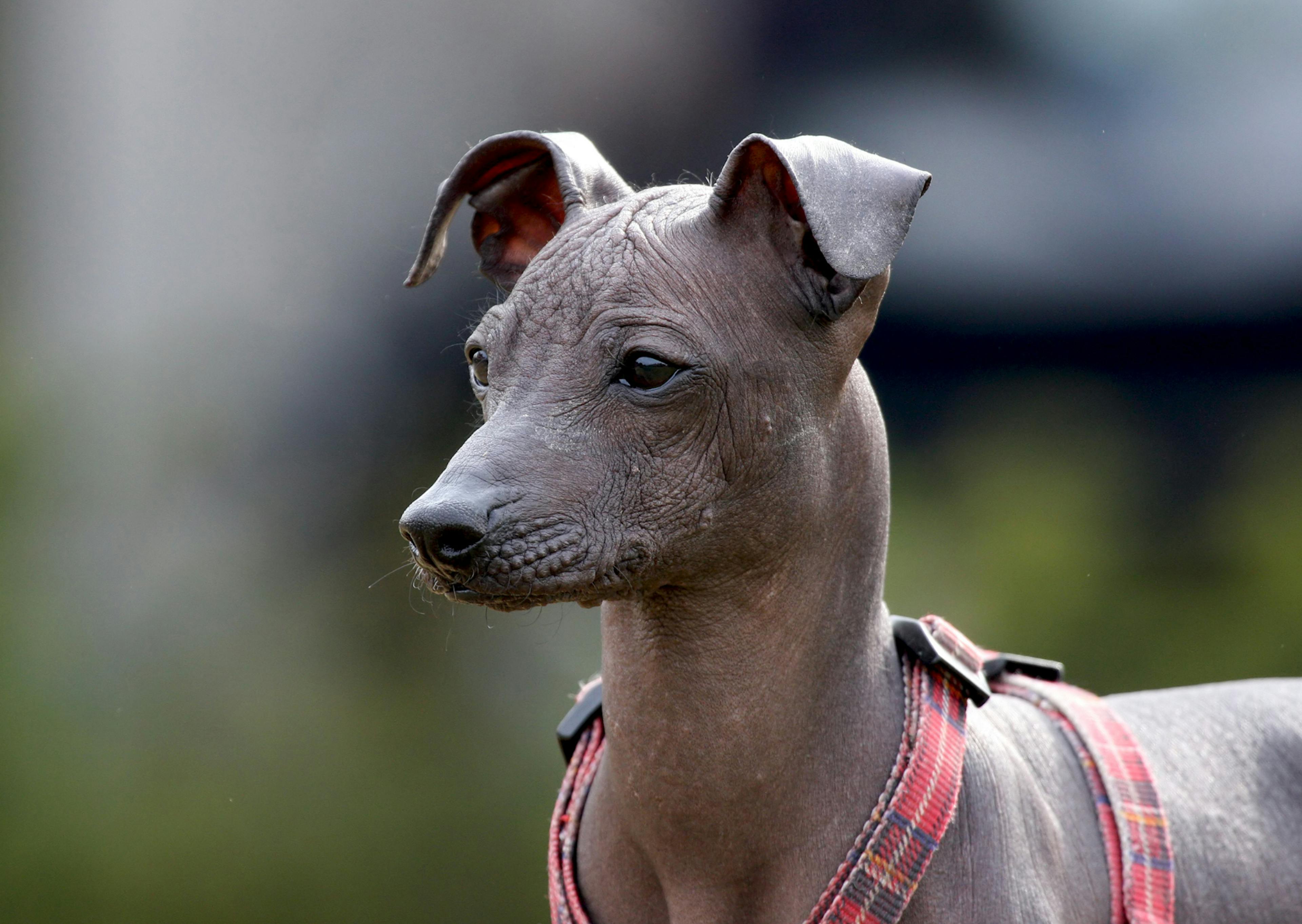 Chien sans poil  avec un harnais rose, il regarde devant lui  avec les oreilles redréssées