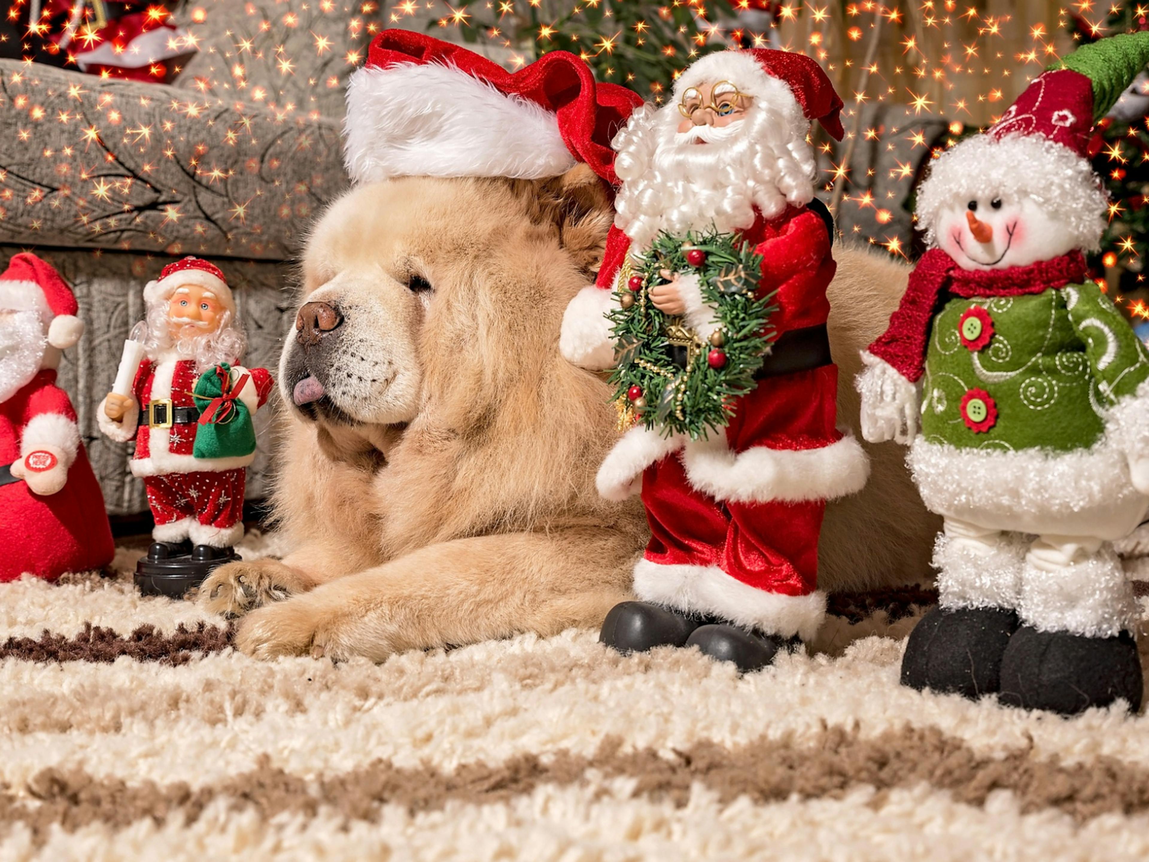 chien couché avec un bonnet de Noël 