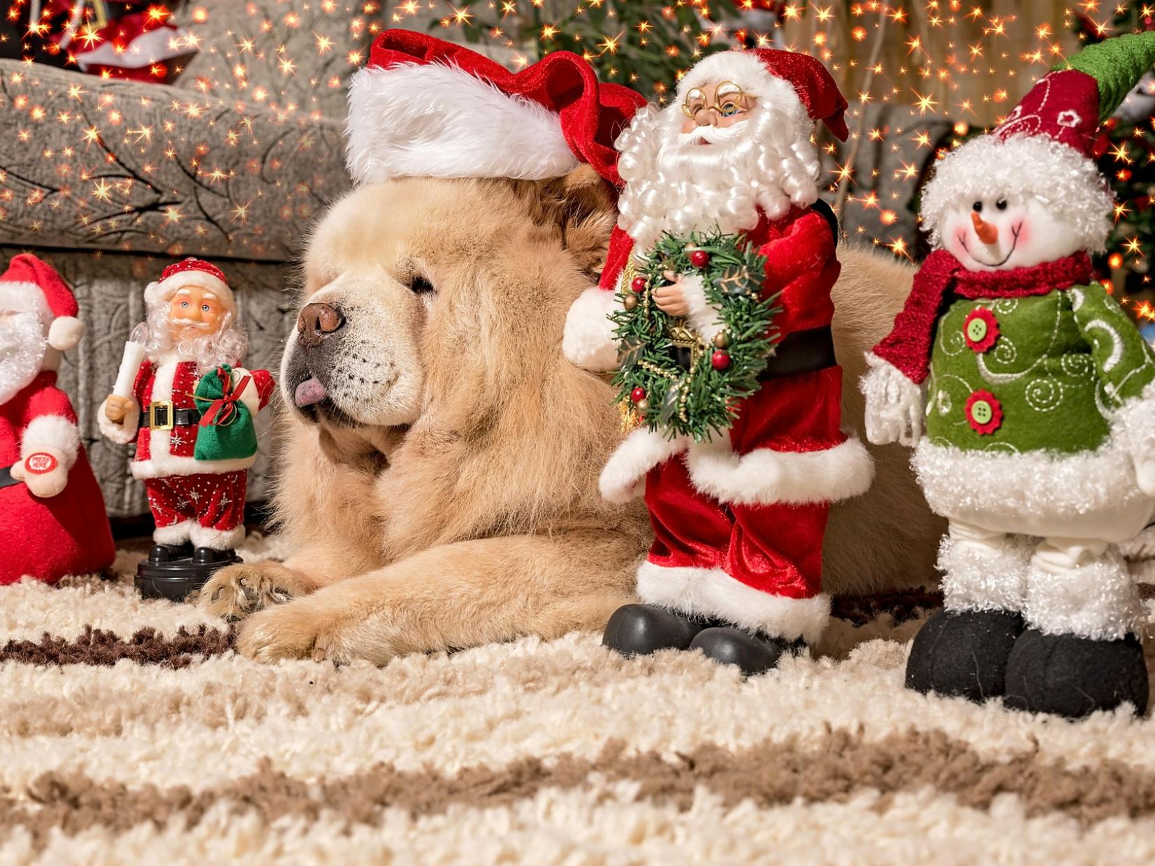 chien couché avec un bonnet de Noël