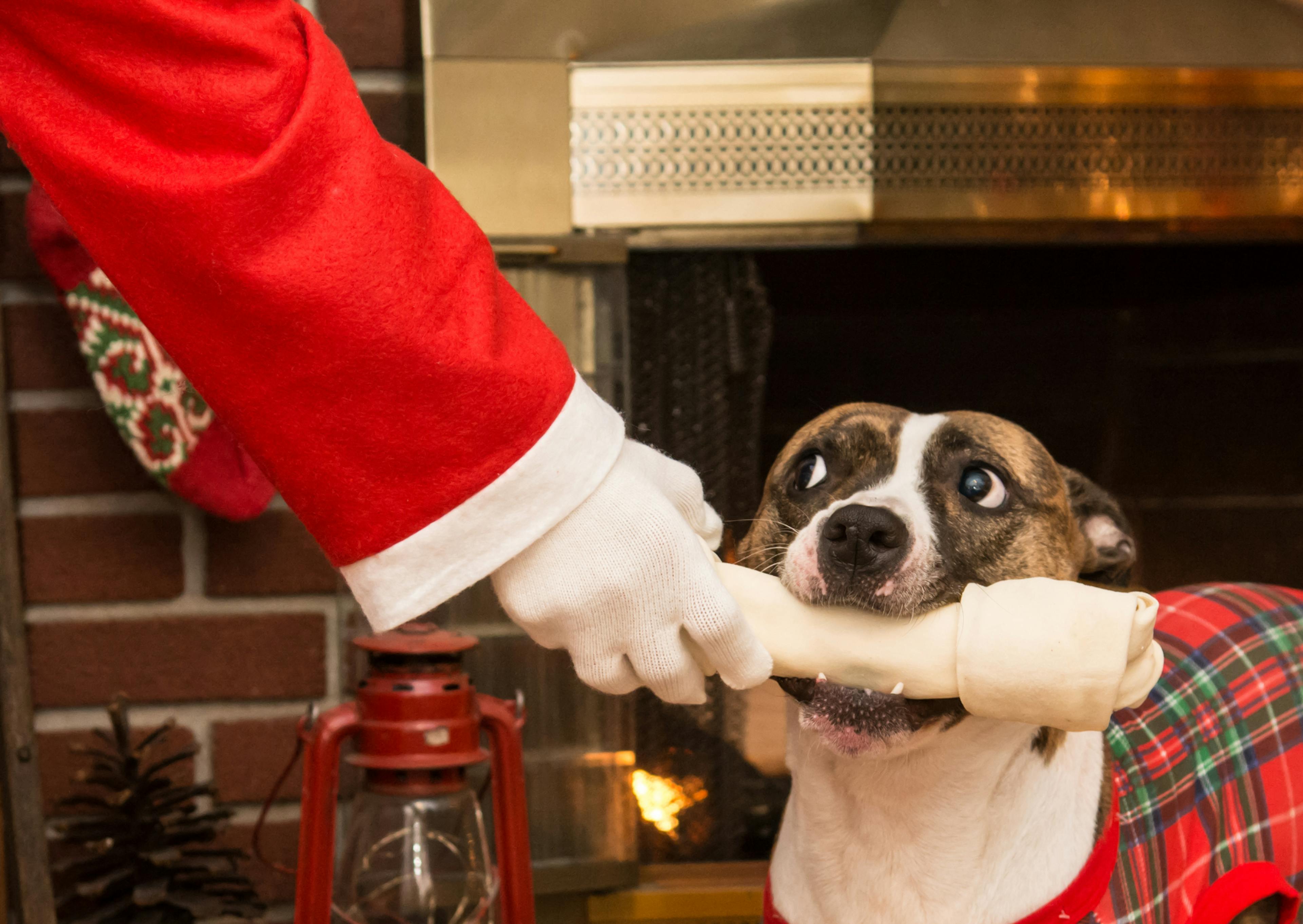 chien qui essaie de voler un os au Père Noël 