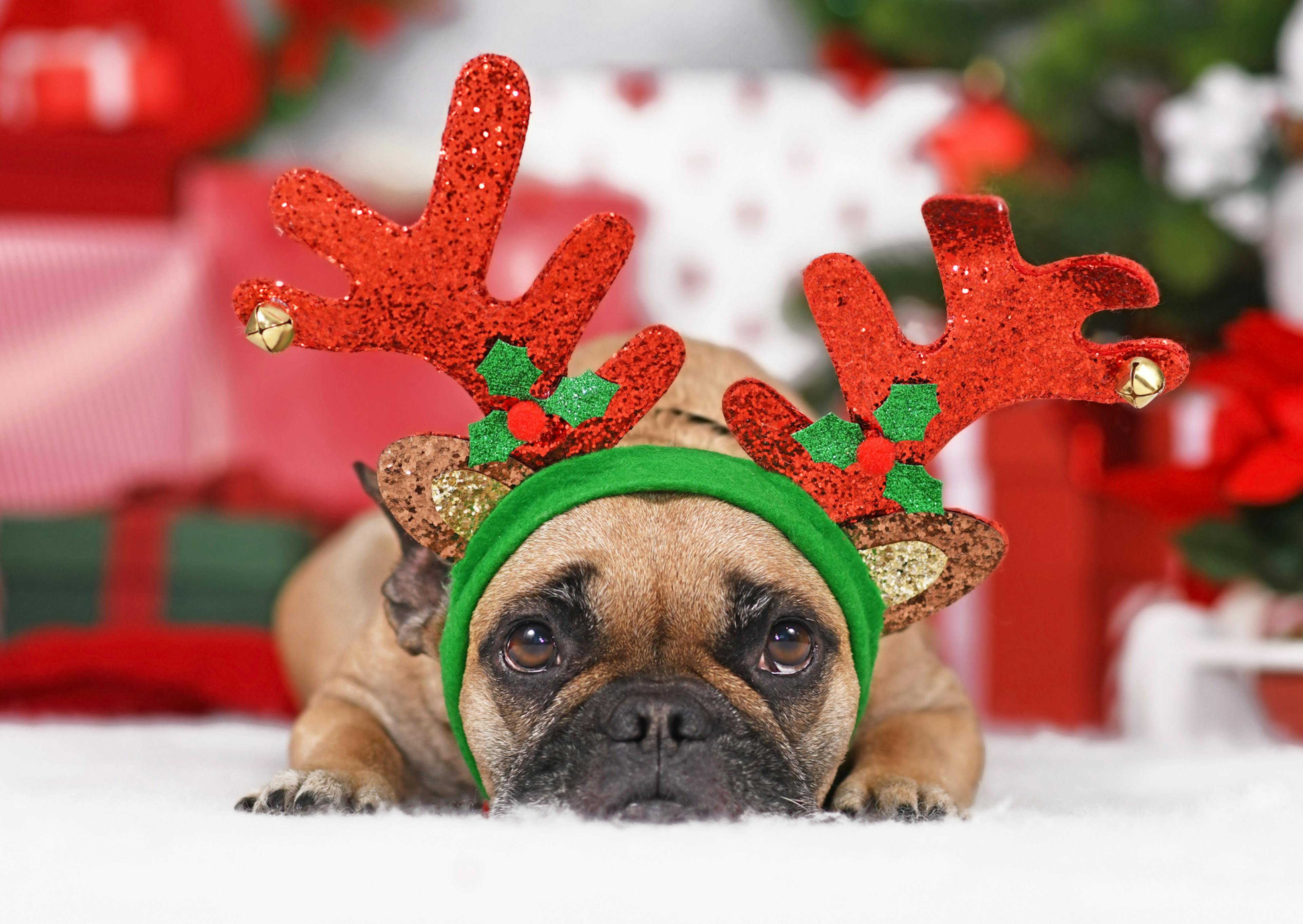 bouledogue français allongé avec un serre tête de Noël