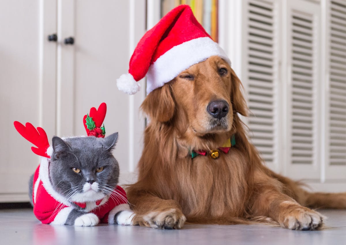un chien et un chat avec un déguisement de Noël