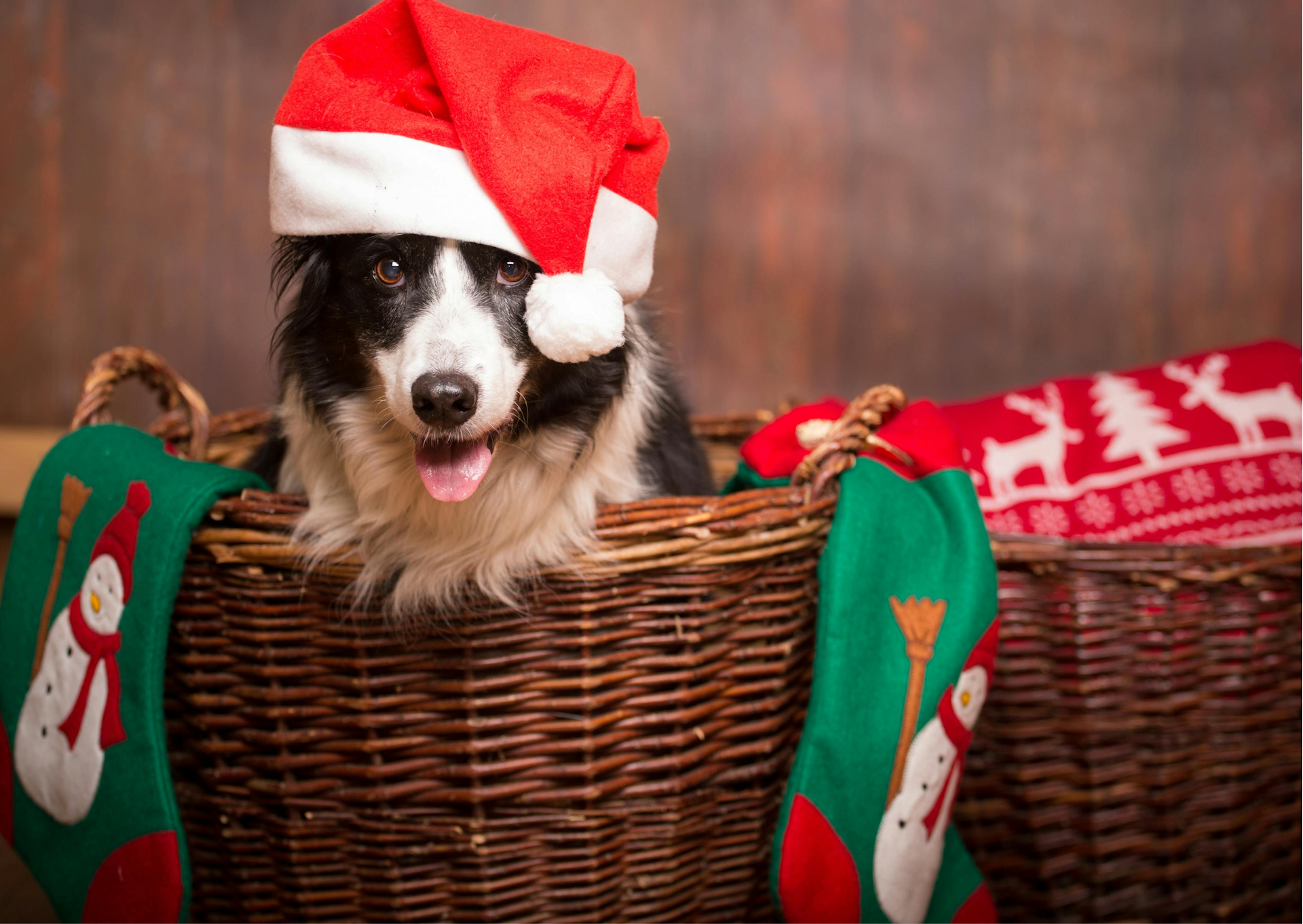 chien border collie dans un panier en osier avec un bonnet de Noël 