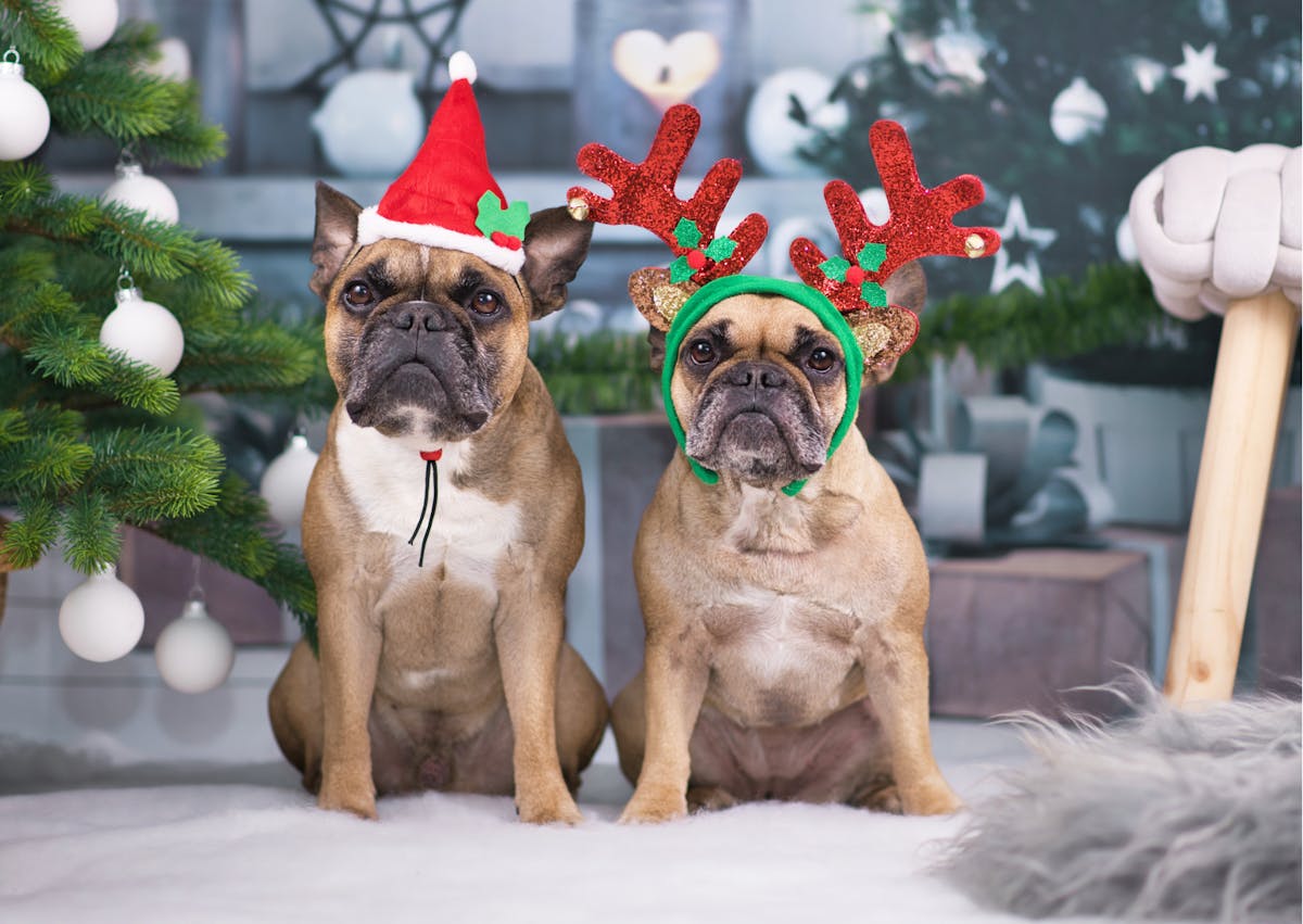 deux bouledogues français avec des accessoires de Noël