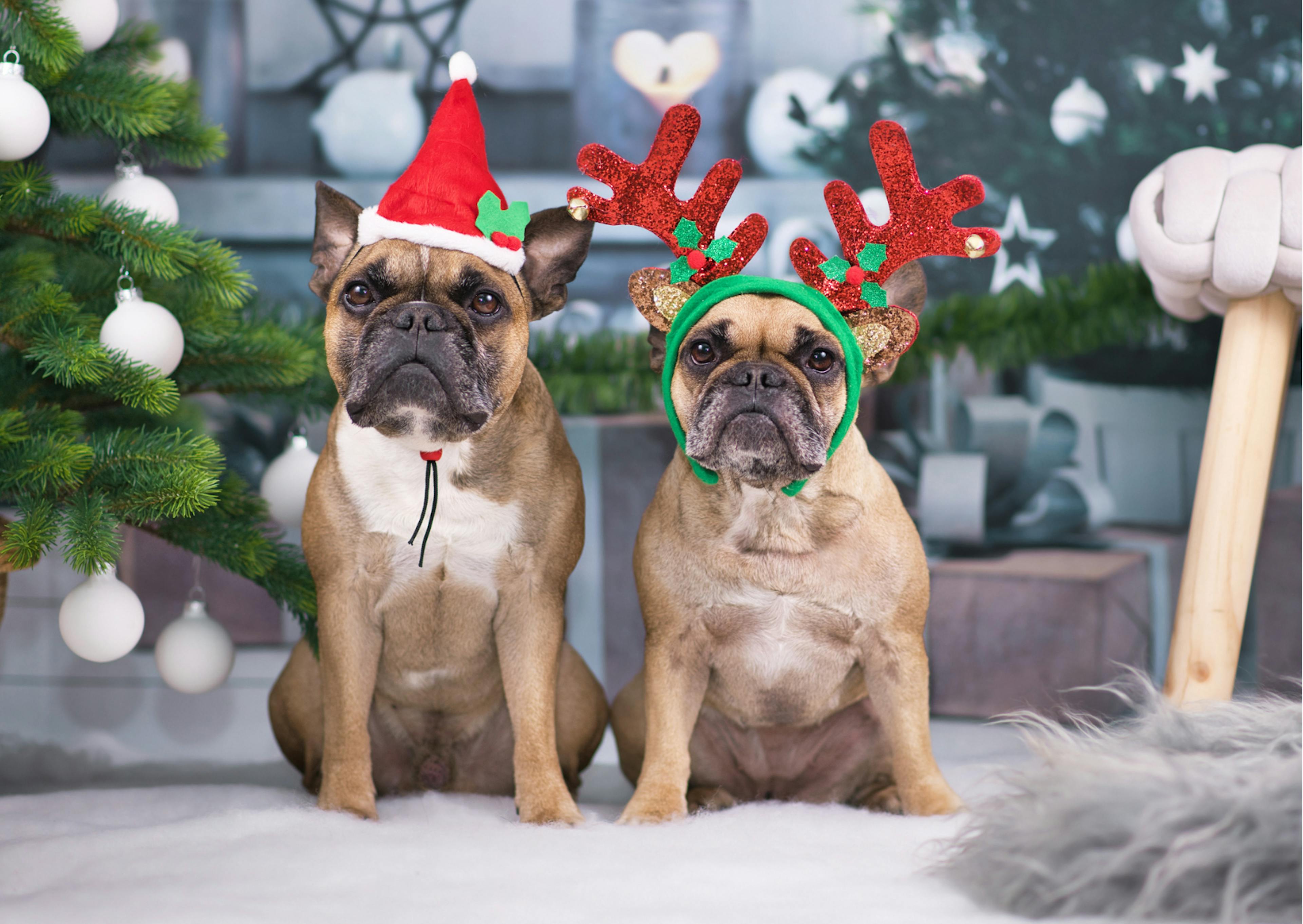 deux bouledogues français avec des accessoires de Noël 