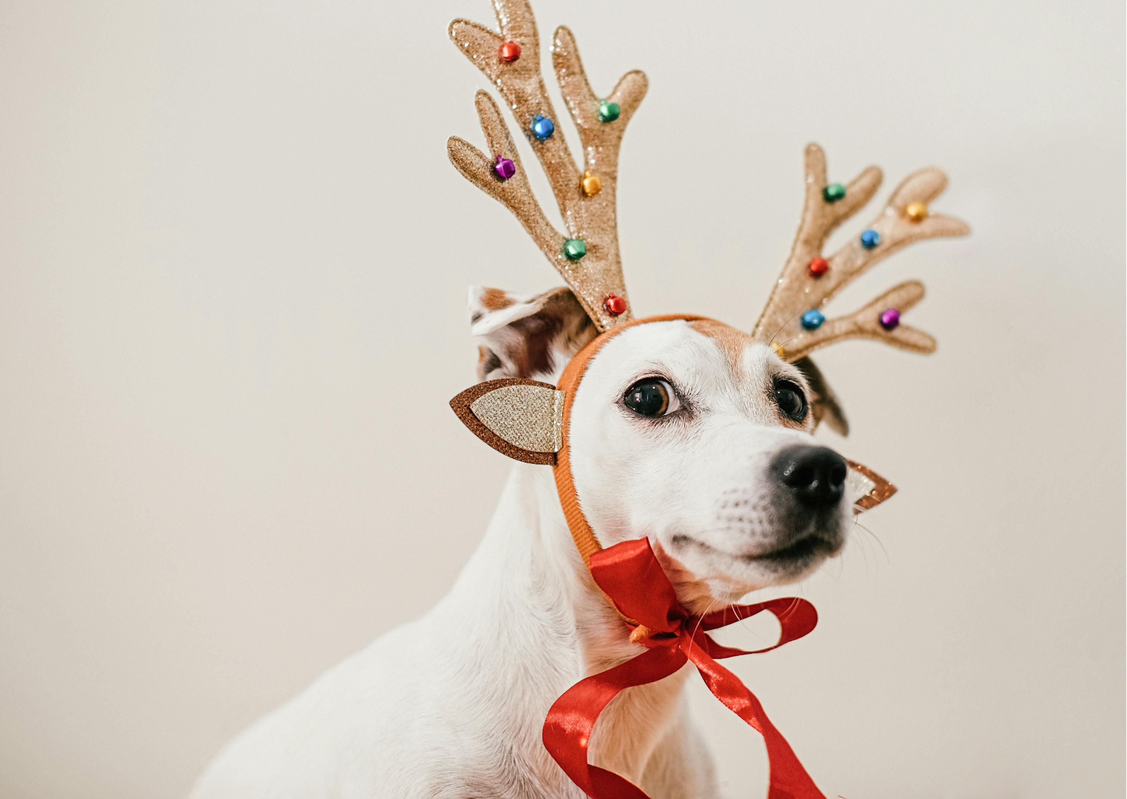 Chien blanc avec un serre tête en forme de cerf 