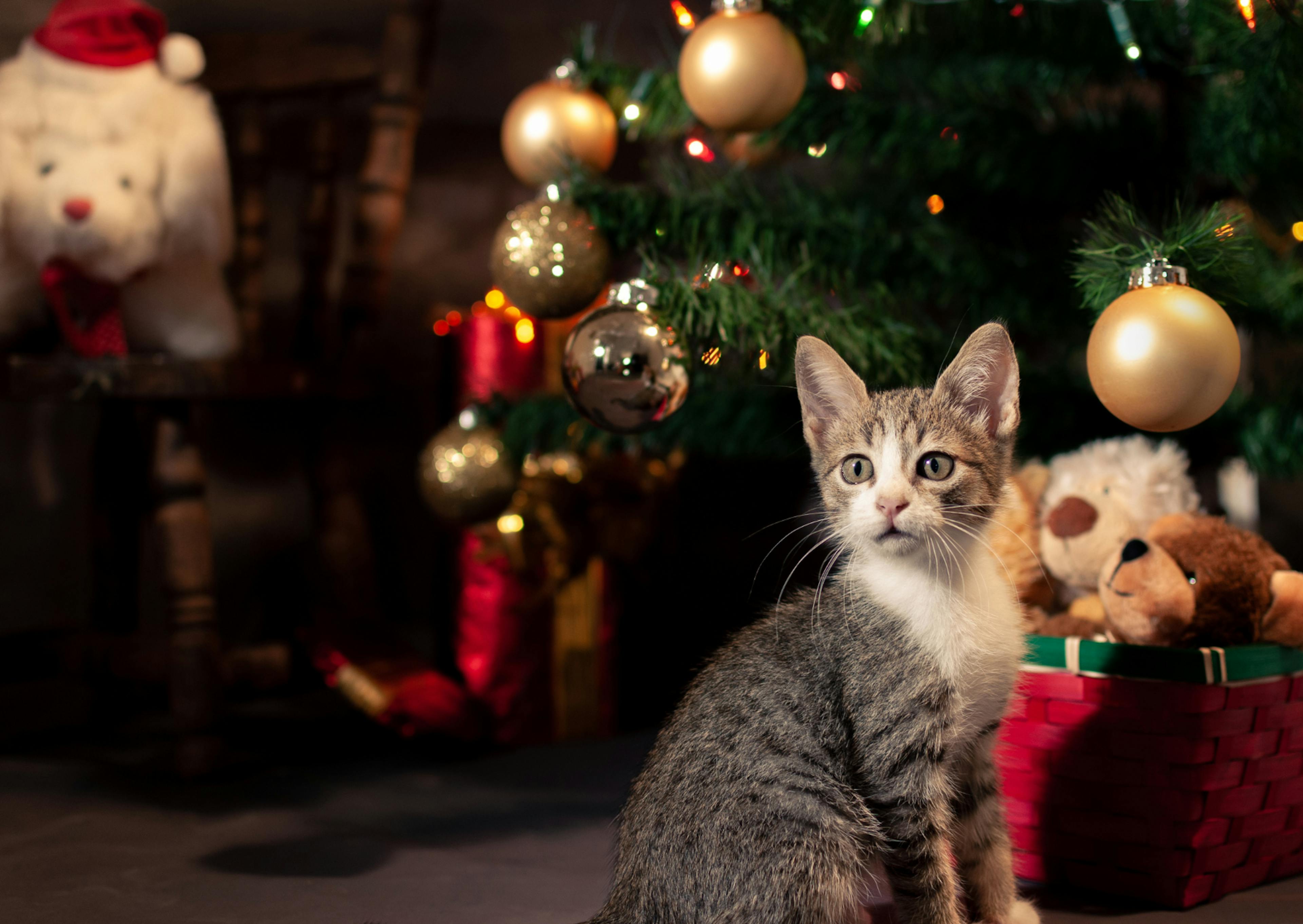 chat devant un sapin de noël avec une ambiance rouge et verte