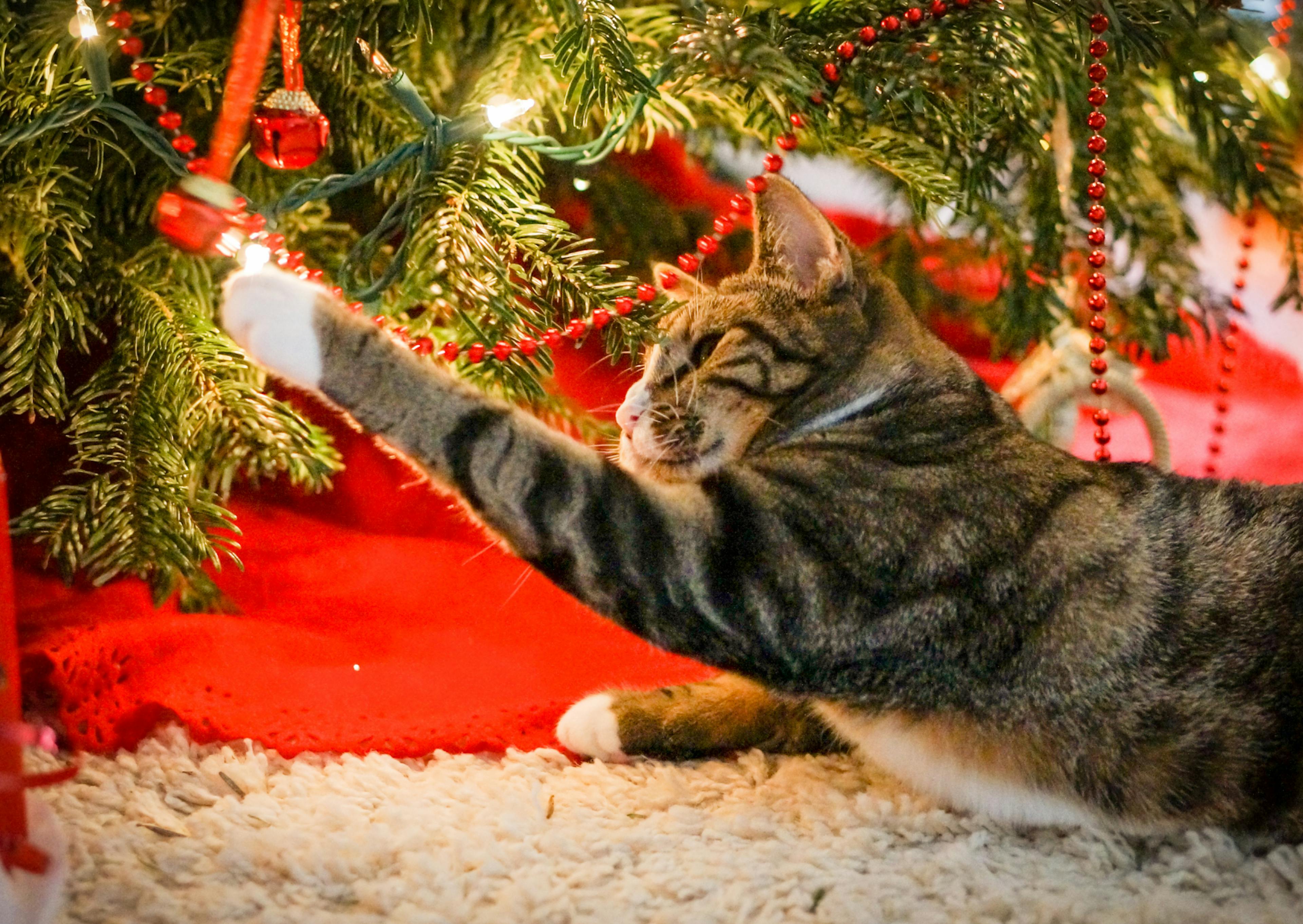 chat qui essaie de toucher une guirlande avec sa patte