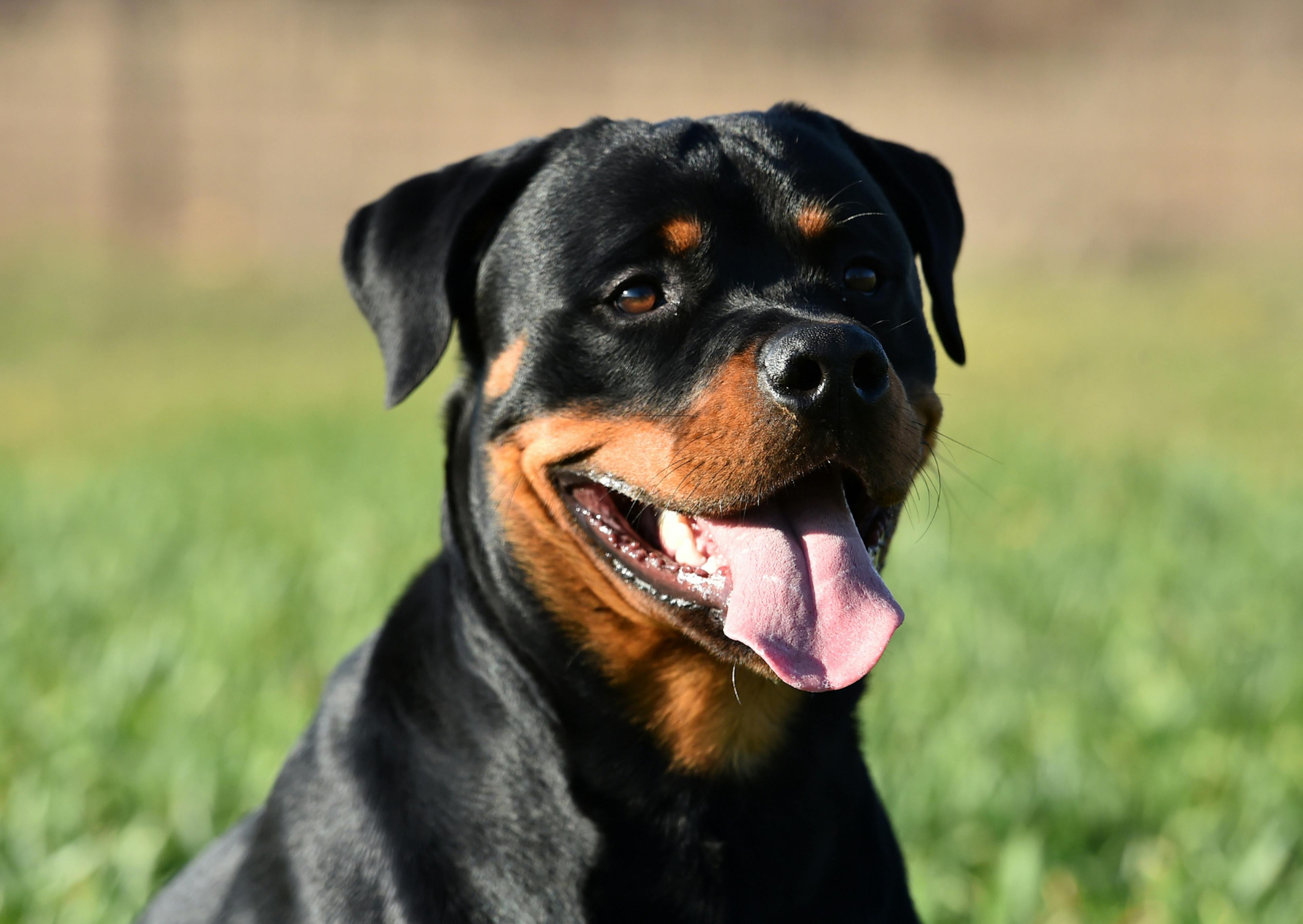 Rottweiler couché d ans l'herbe fraîche, il tire la langue et regarde au loin