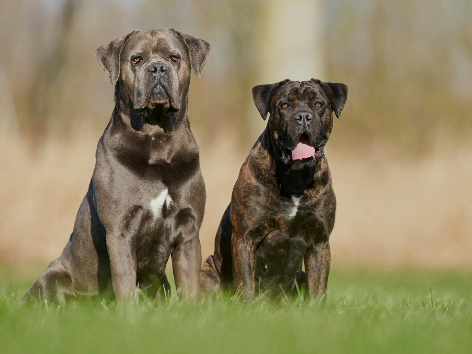 2 chien de garde assis dans l'herbe qui regarde au loin