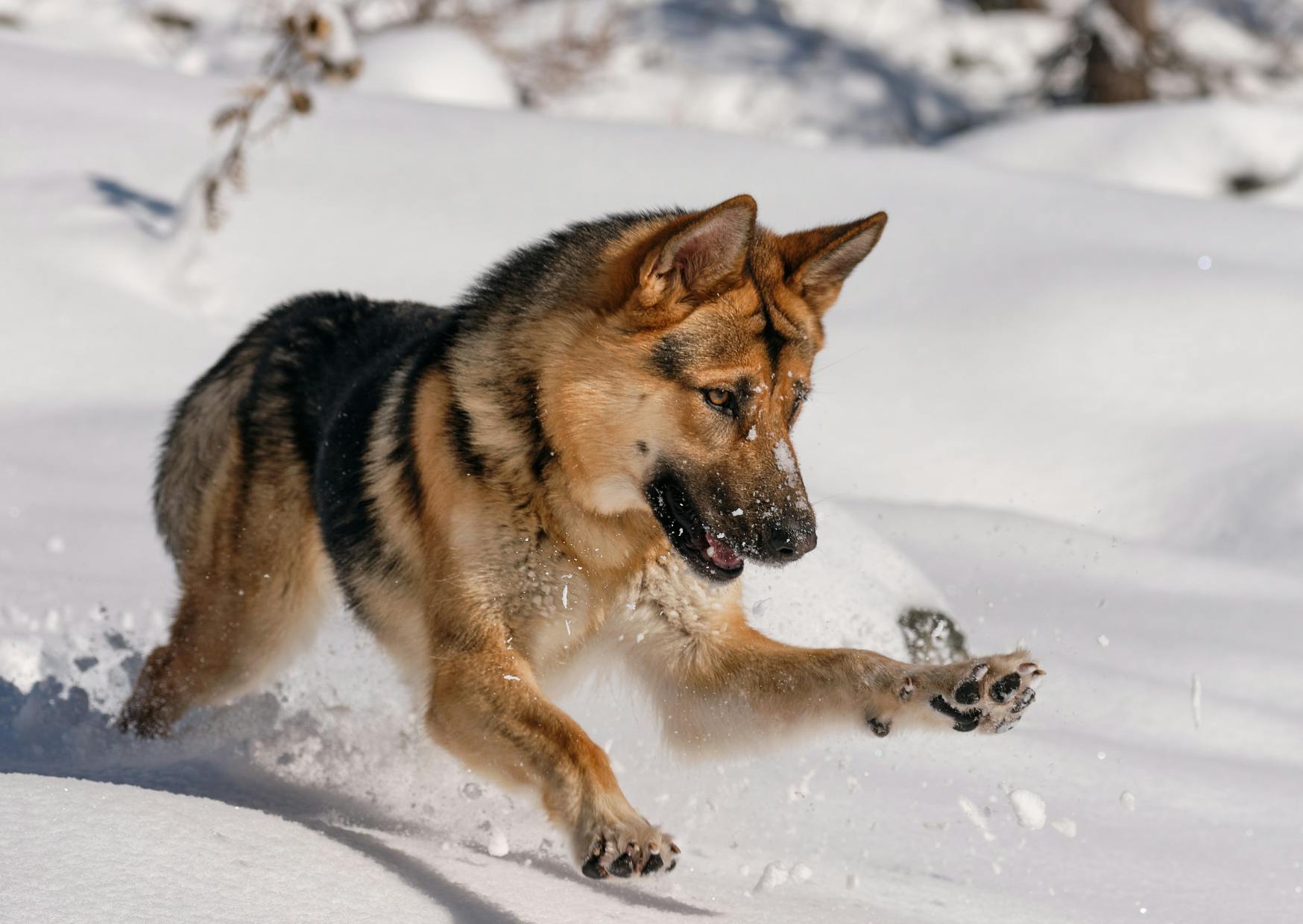 Berger Allemand qui joue dans la neige