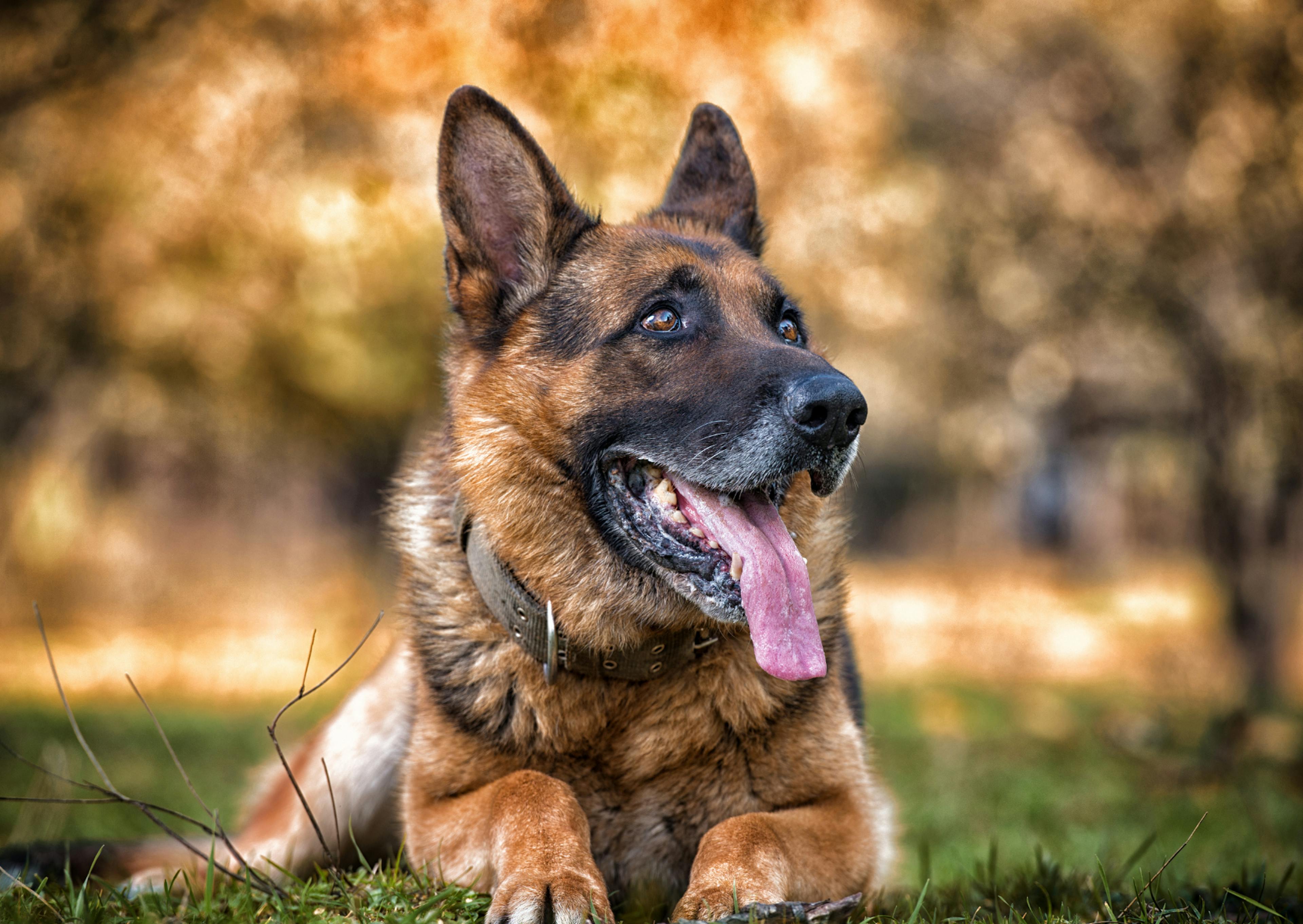 Berger Allemand couché dans l'herbe, il tire la langue et regarde vers le haut