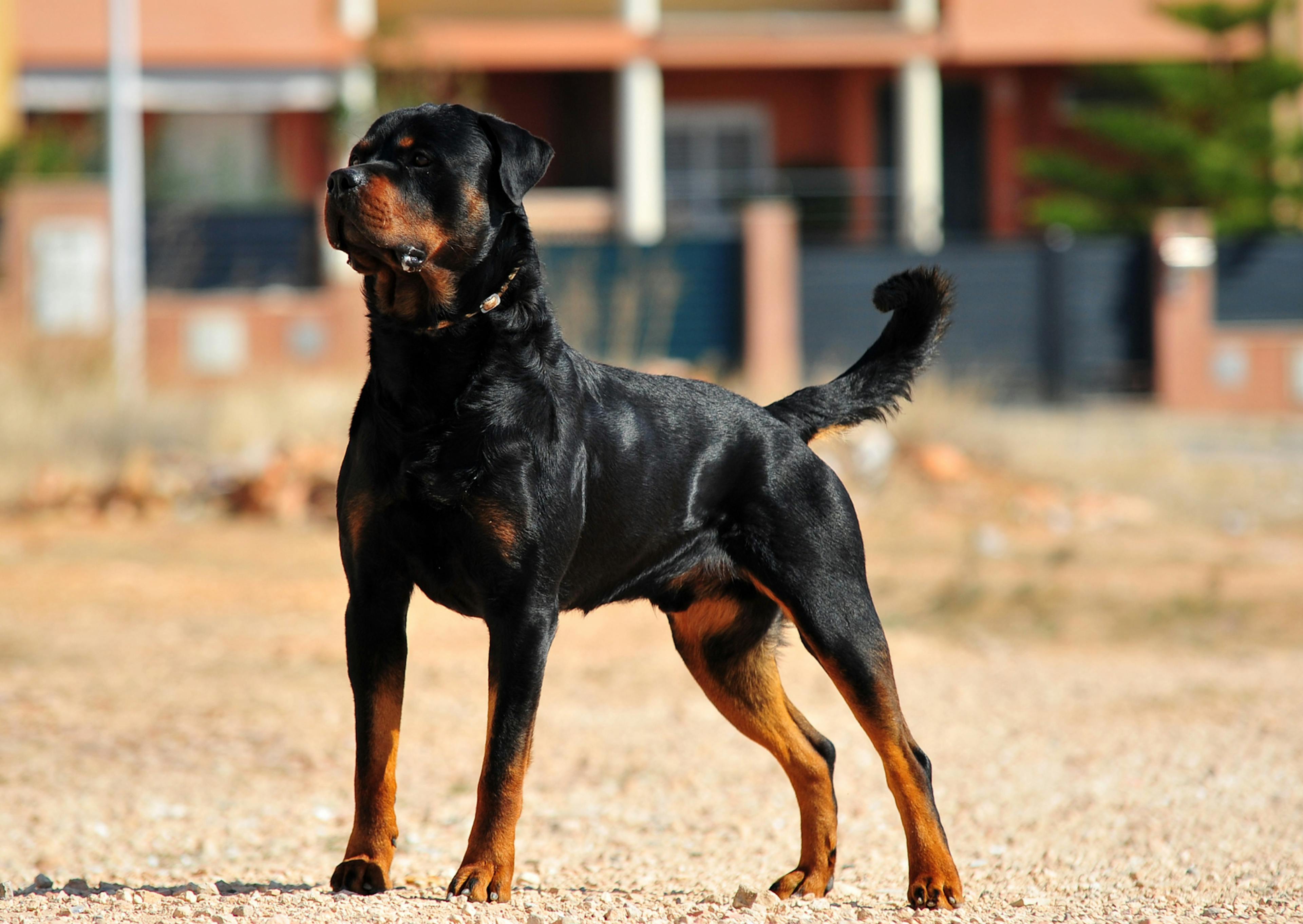 Rottweiler debout, il est tendu, il regarde au loin, derrière lui il y a une maison