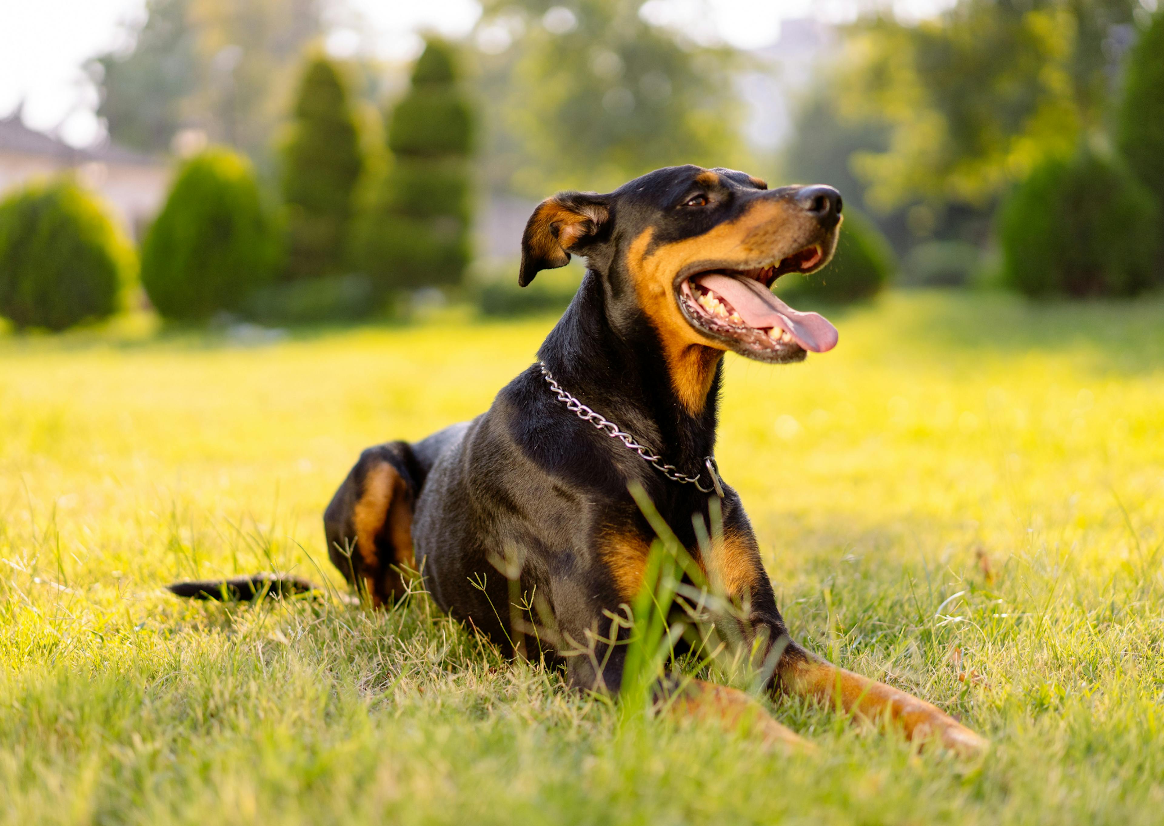 Doberman couché dans l'herbe, il tire la langue, il y a une forêt derrière lui 