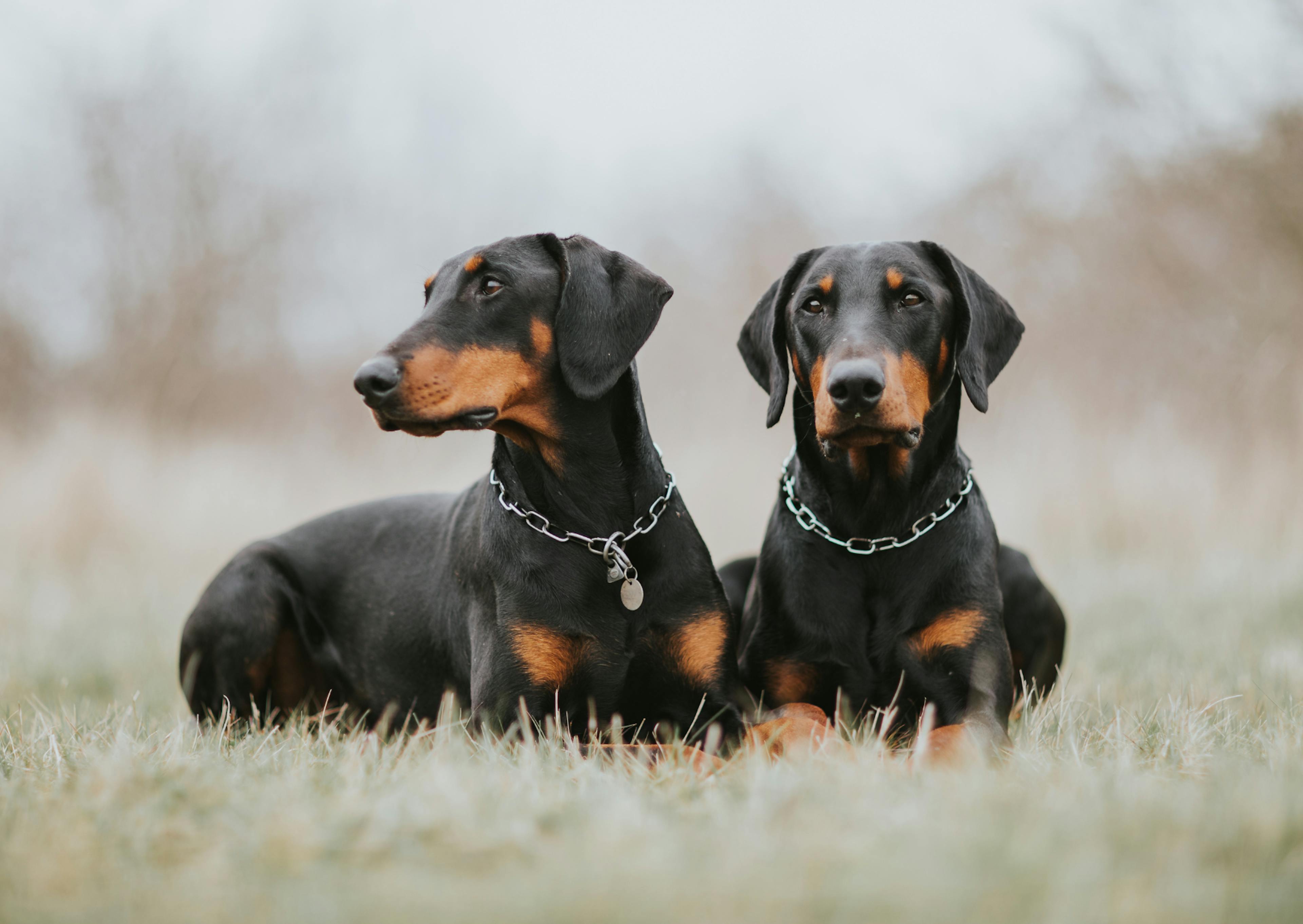 2 Doberman couché dans l'herbe pendant un jour d'hivers, l'un regarde devant lui, et l'autre regarde à côté de lui 