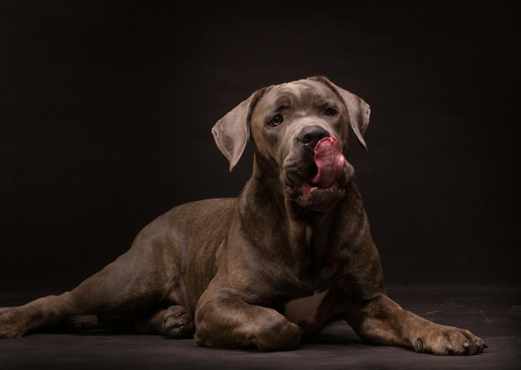 Cane Corso sur un fond noir, il se lèche les babines