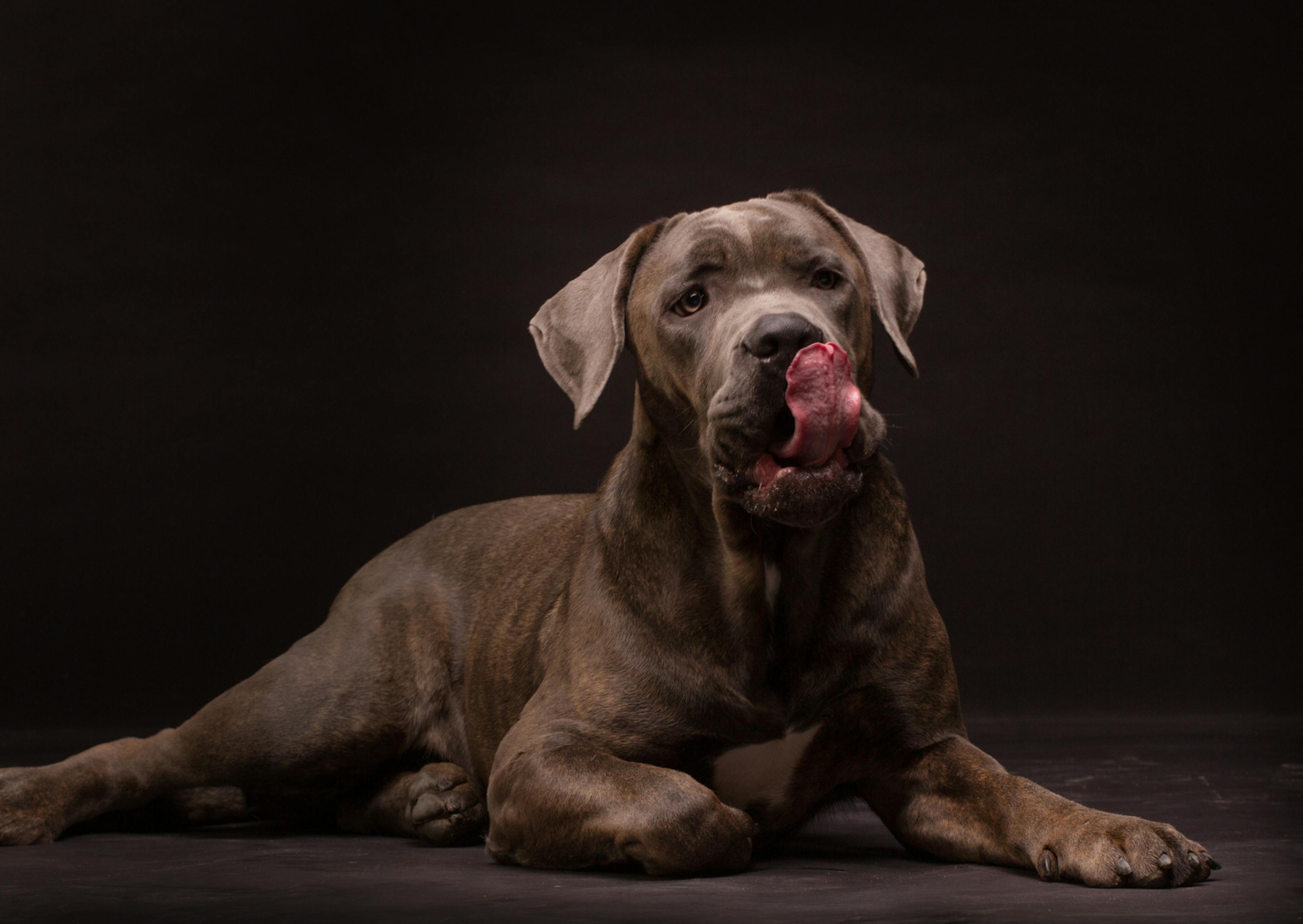 Cane Corso sur un fond noir, il se lèche les babines 