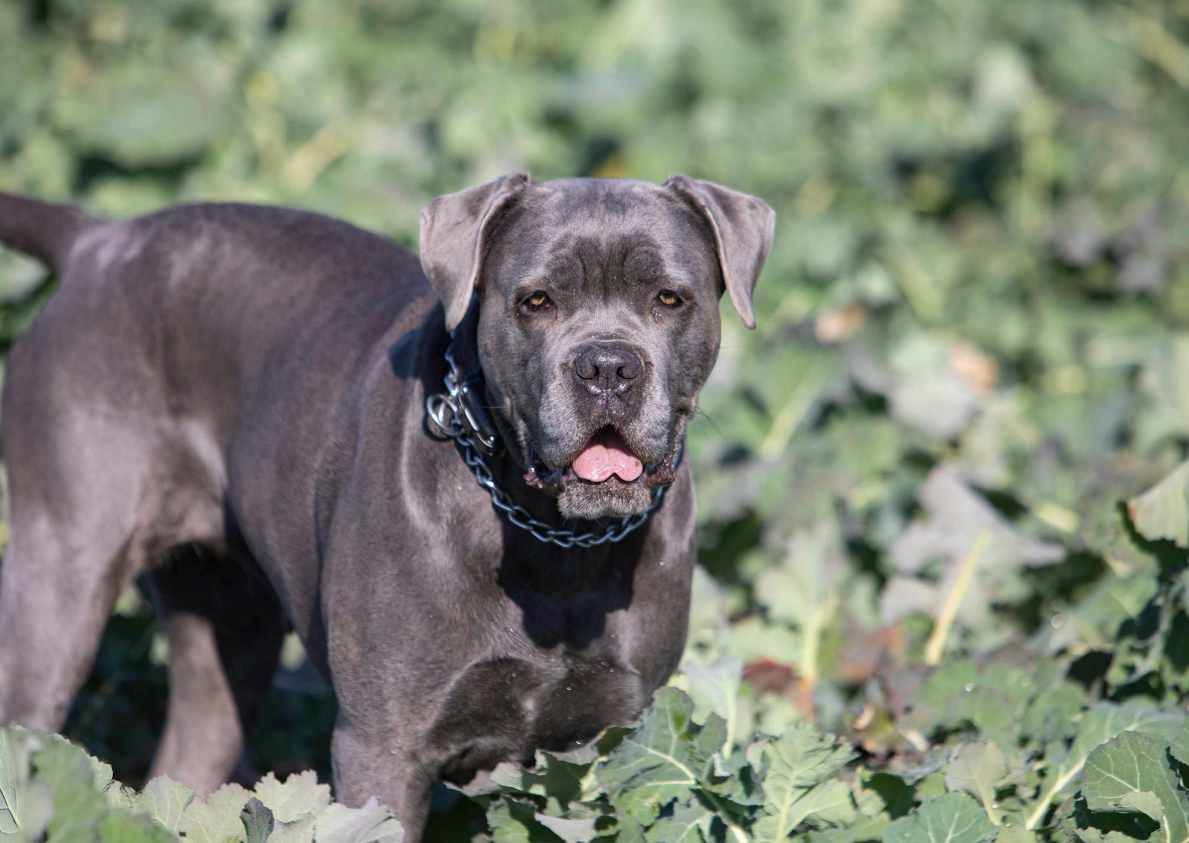 Cane Corso debout ddans des herbes haute, il est ébloui par le soleil mais regarde devant lui malgré tout