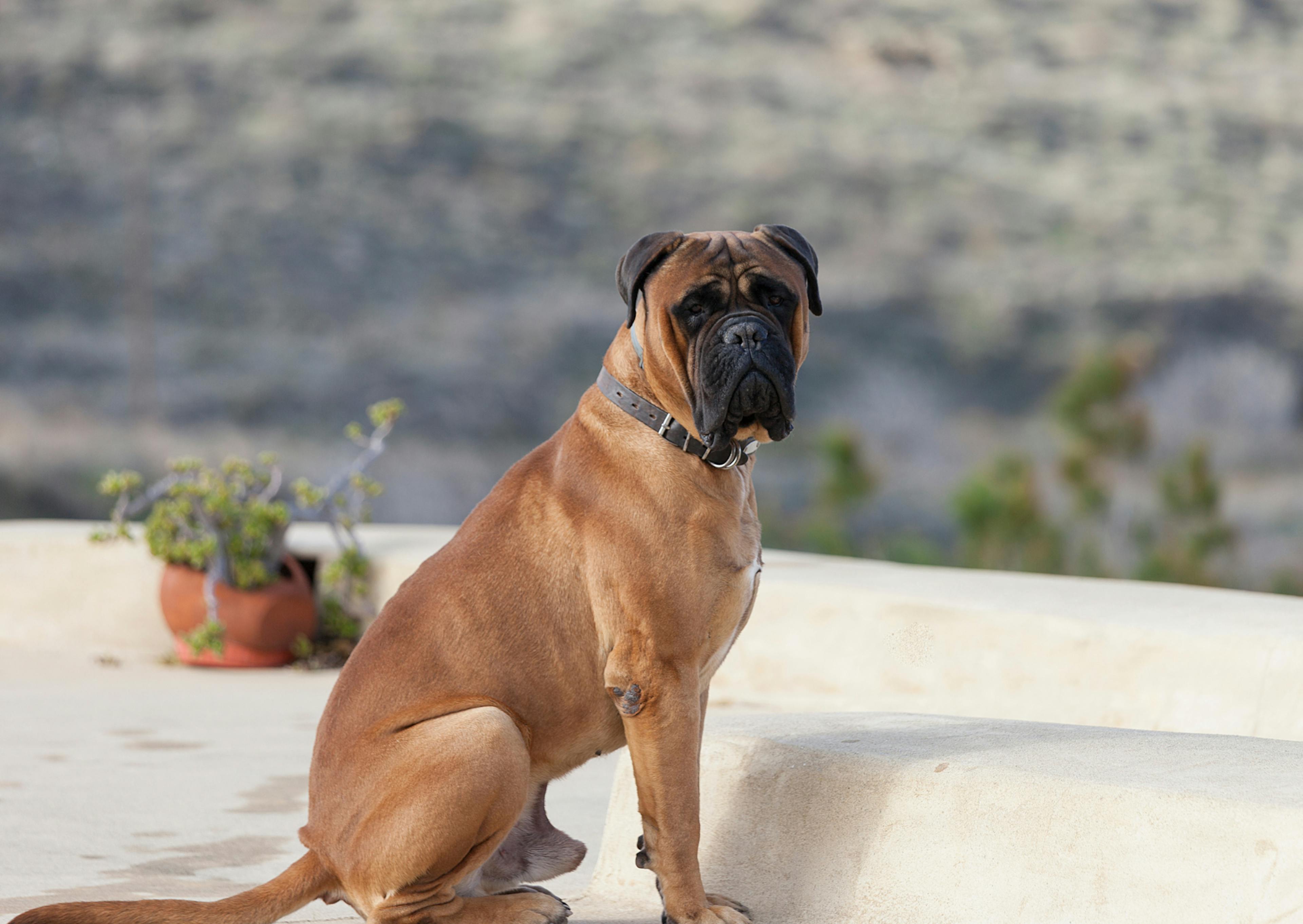 Bullmastiff assis sur une terrasse blanche, il regarde l'objectif