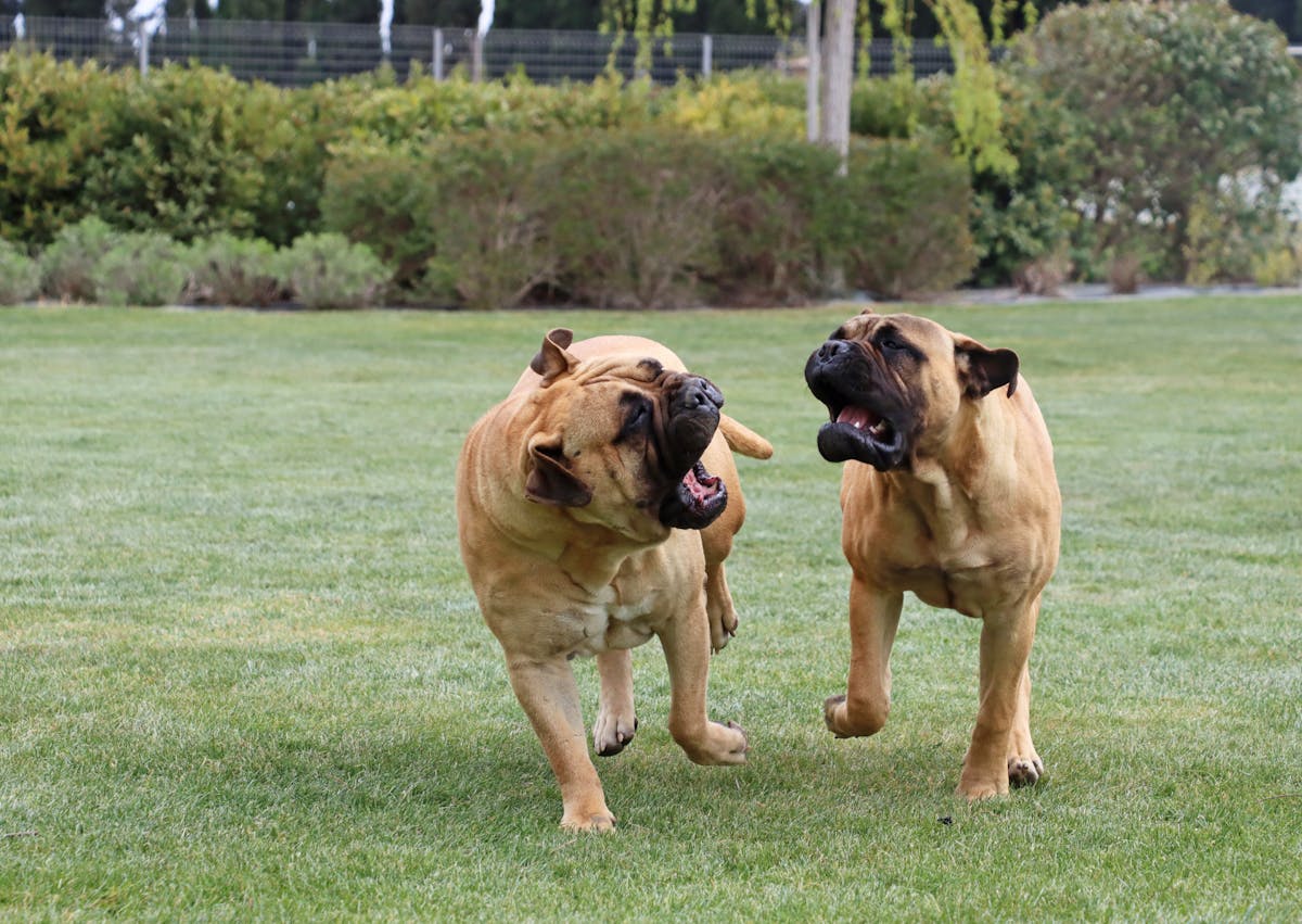 2 Bullmastiff qui jouent sur une étendue d'herbe 