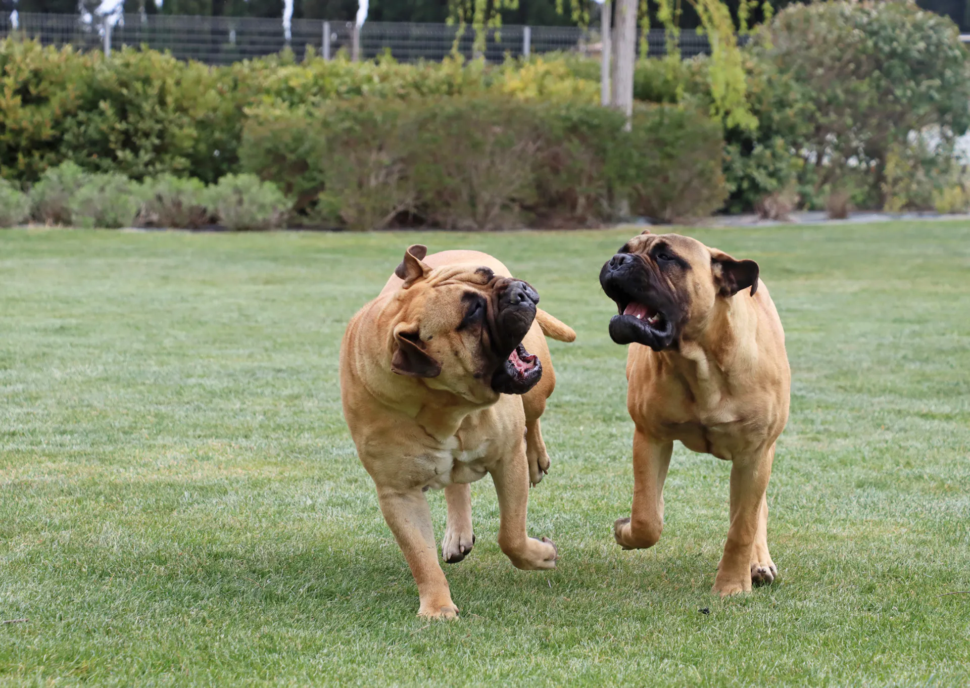 Chien de garde : Top 10 des meilleures races pour protéger votre foyer