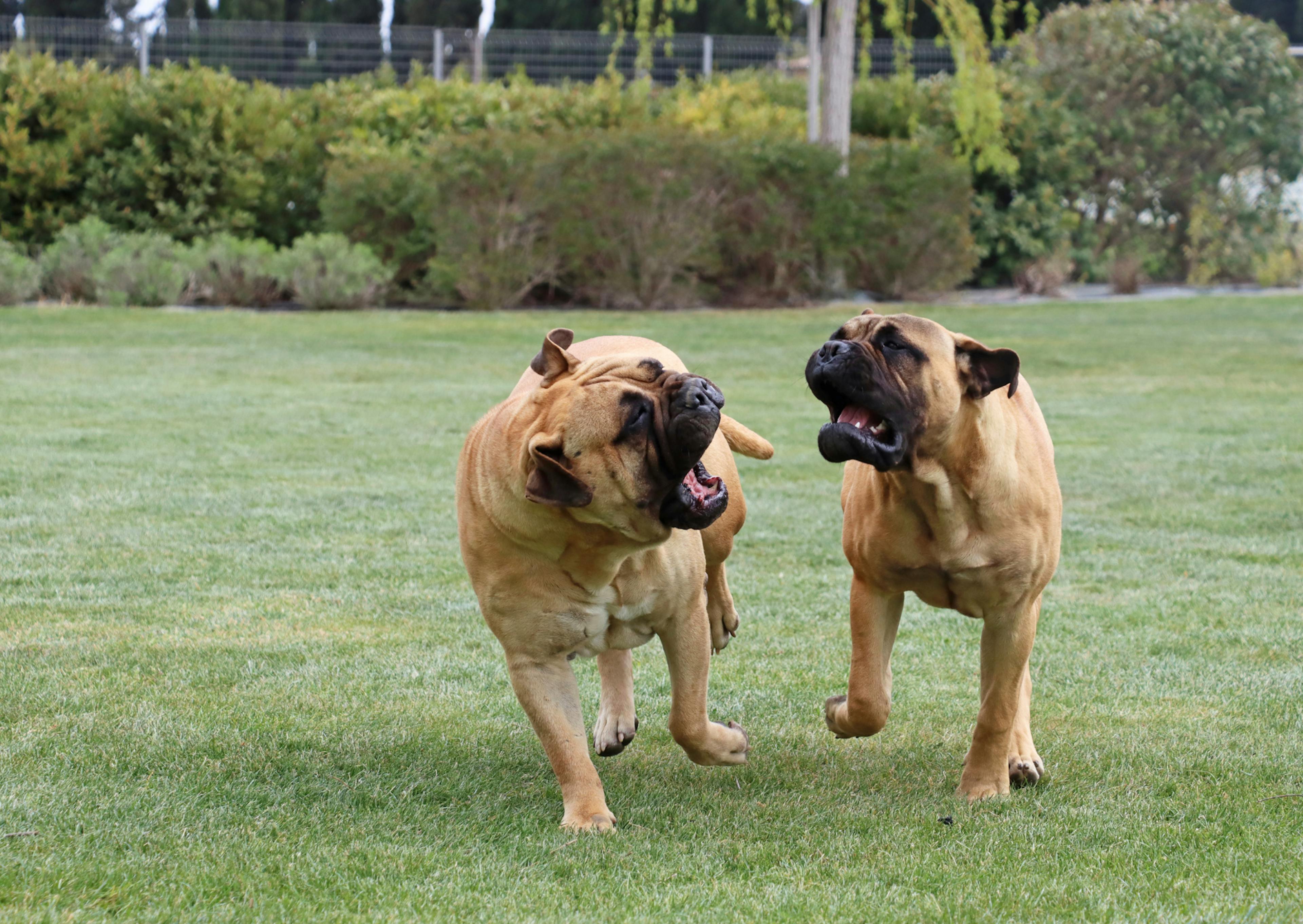 2 Bullmastiff qui jouent sur une étendue d'herbe 