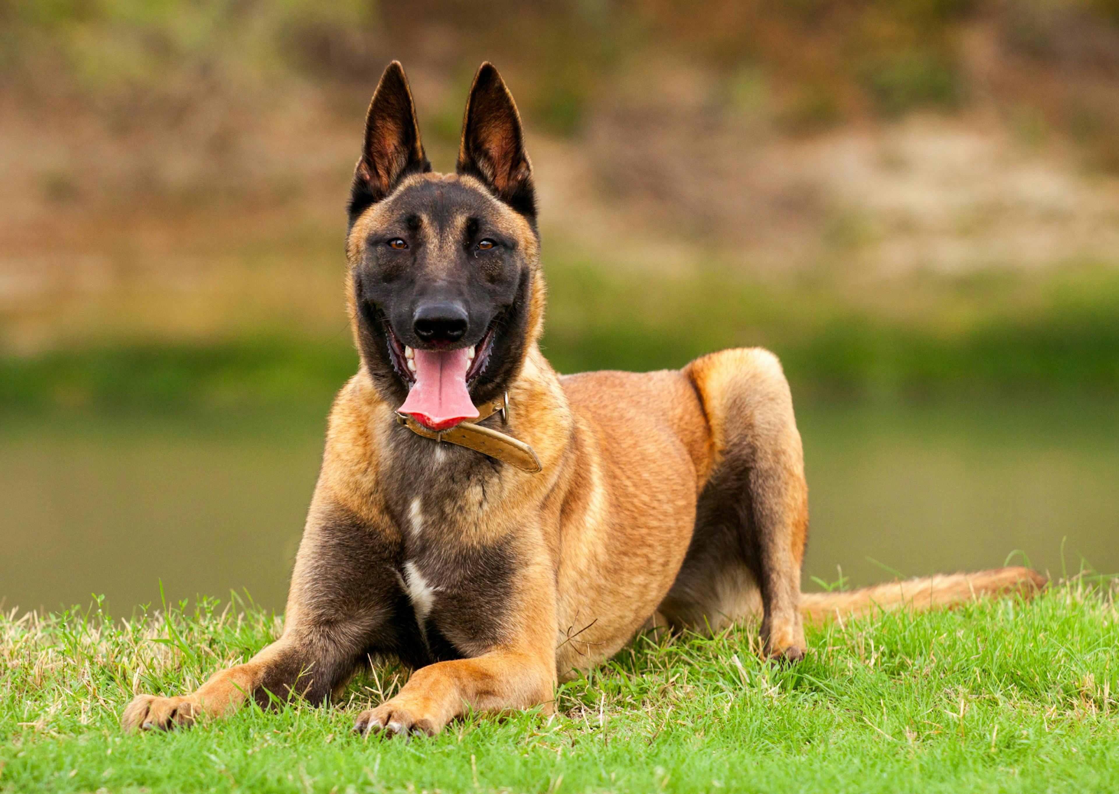 Berger Belge Malinois couché dans l'herbe, il dresse les oreilles, il tire la langue et regarde face à lui 