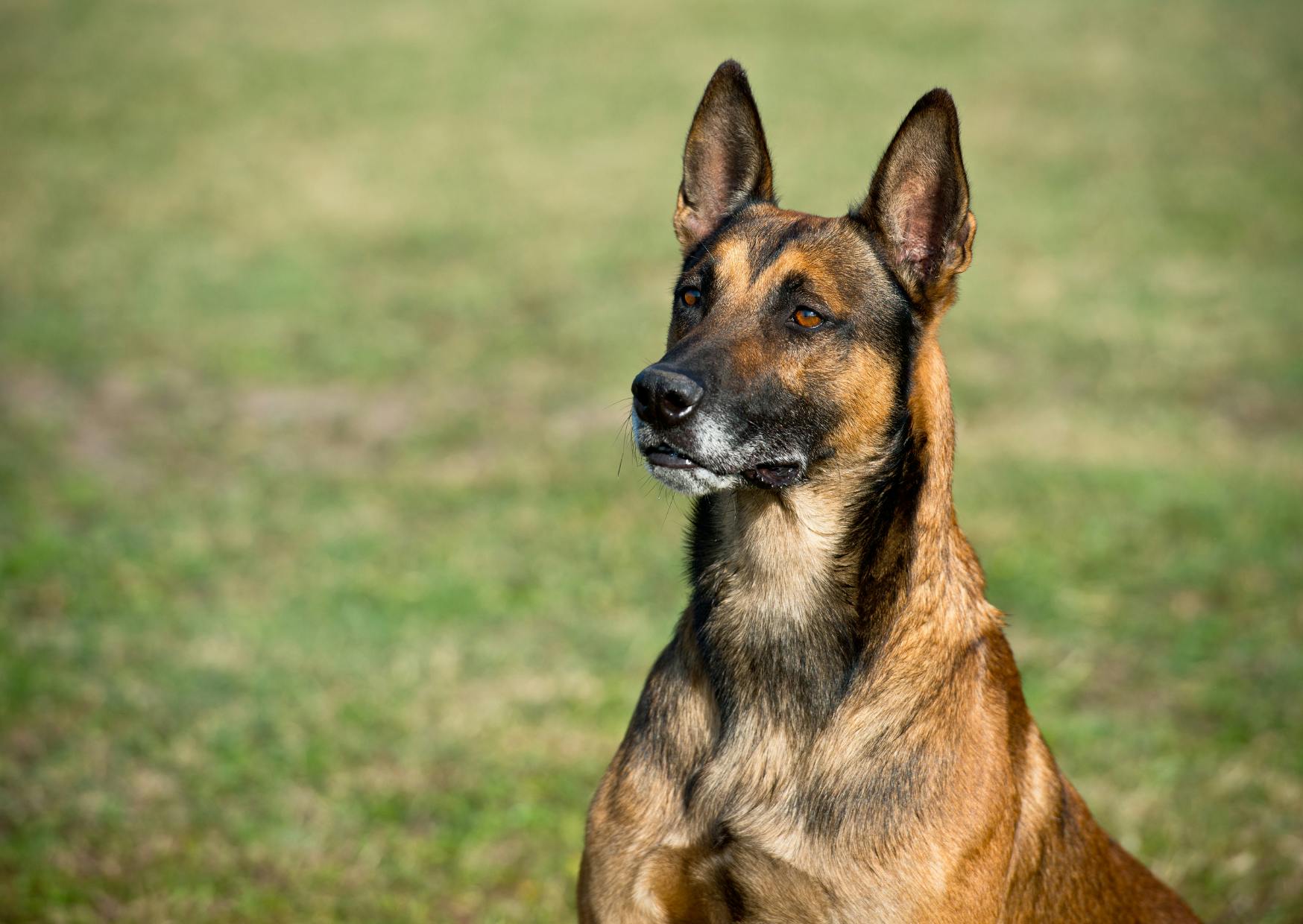 Berger Belge Malinois assis dans une etendue d'herbe, il regarde droit devant lui