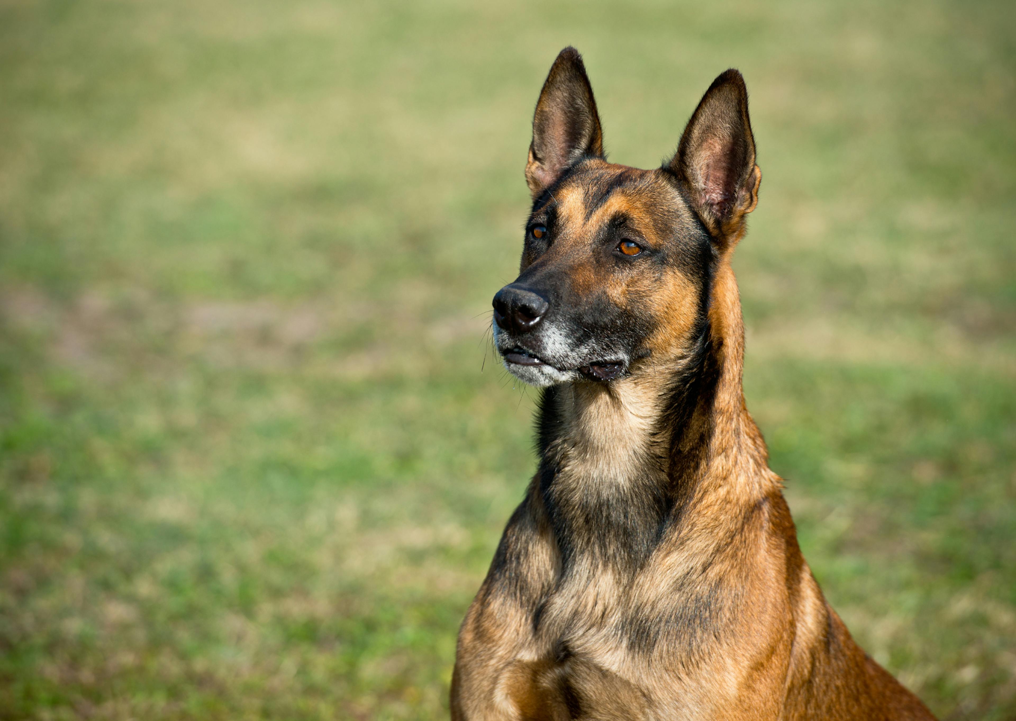 Berger Belge Malinois assis dans une etendue d'herbe, il regarde droit devant lui 