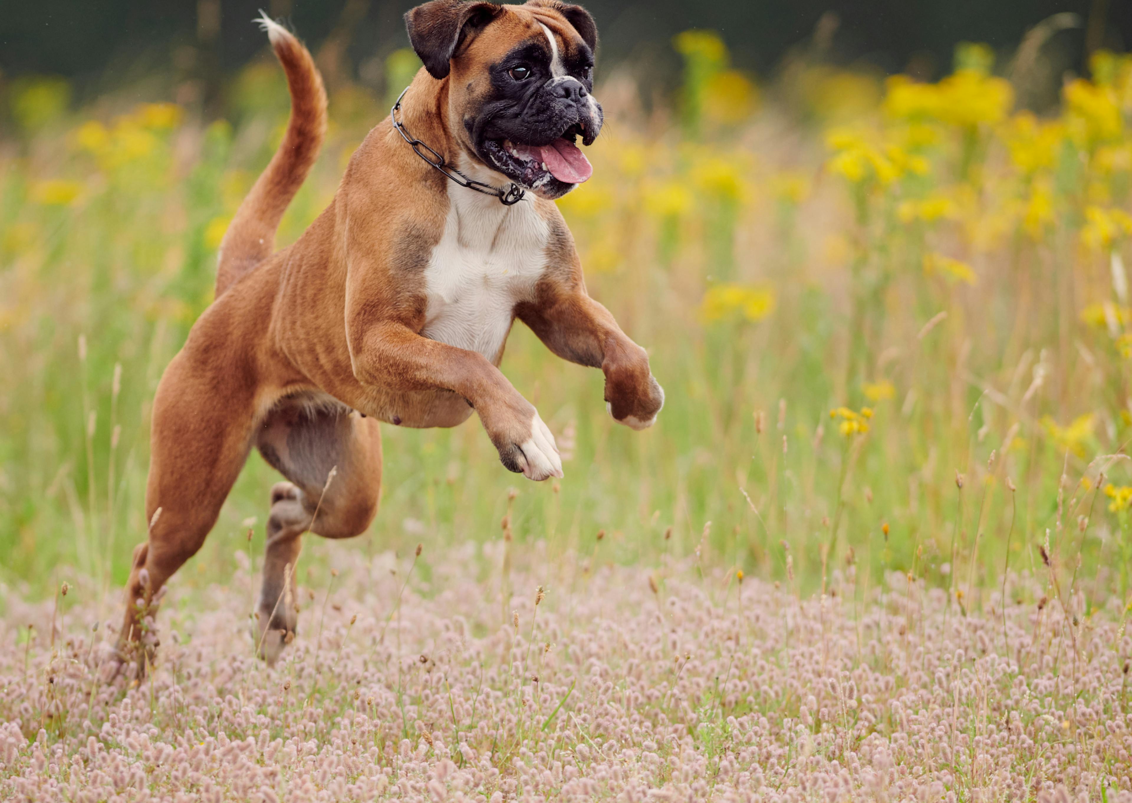 Boxer qui bondit, il est dehors, derrière lui il y a un champs de fleurs