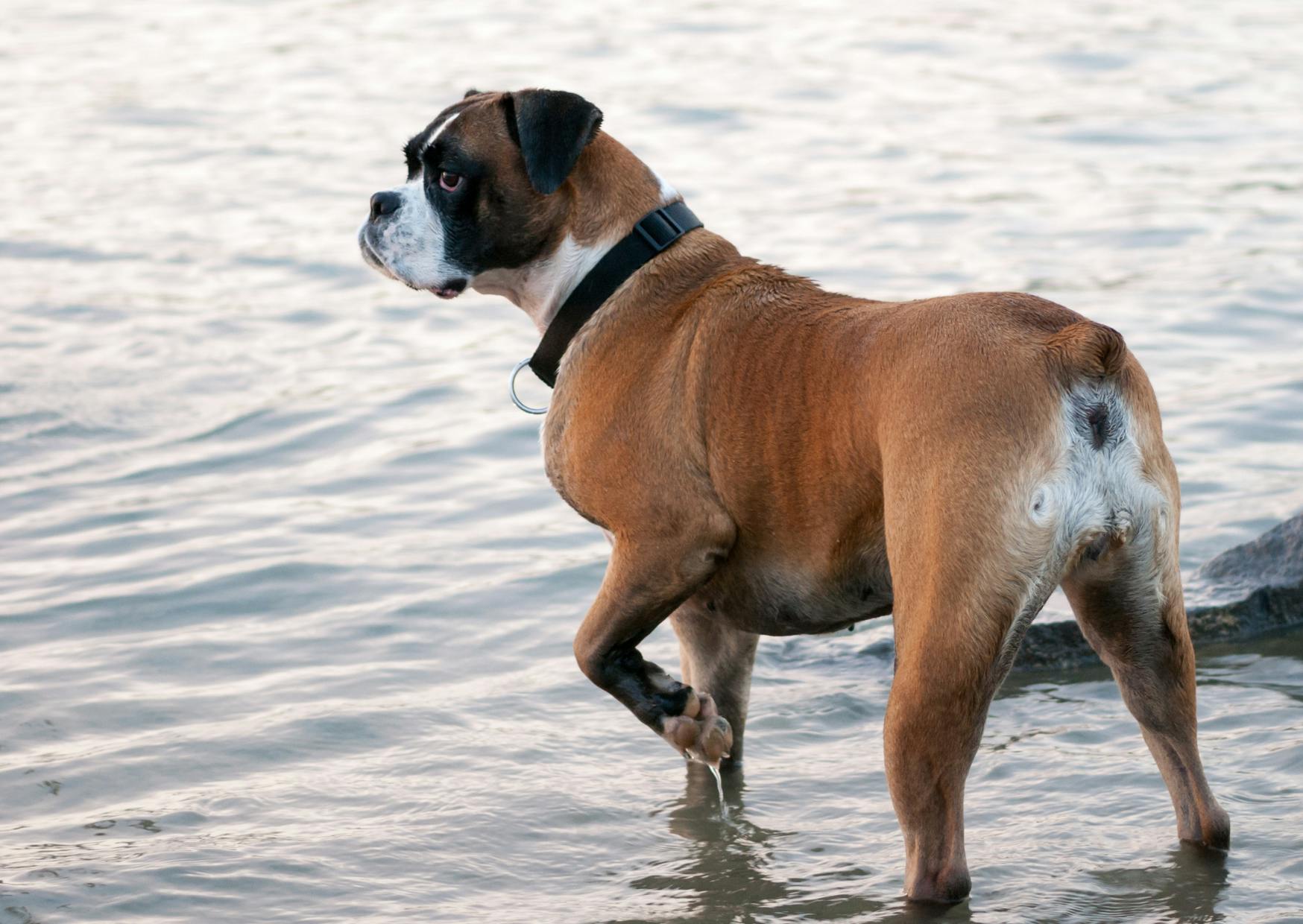 Boxer qui marche dans l'eau, il regarde au loin ce qui se passe