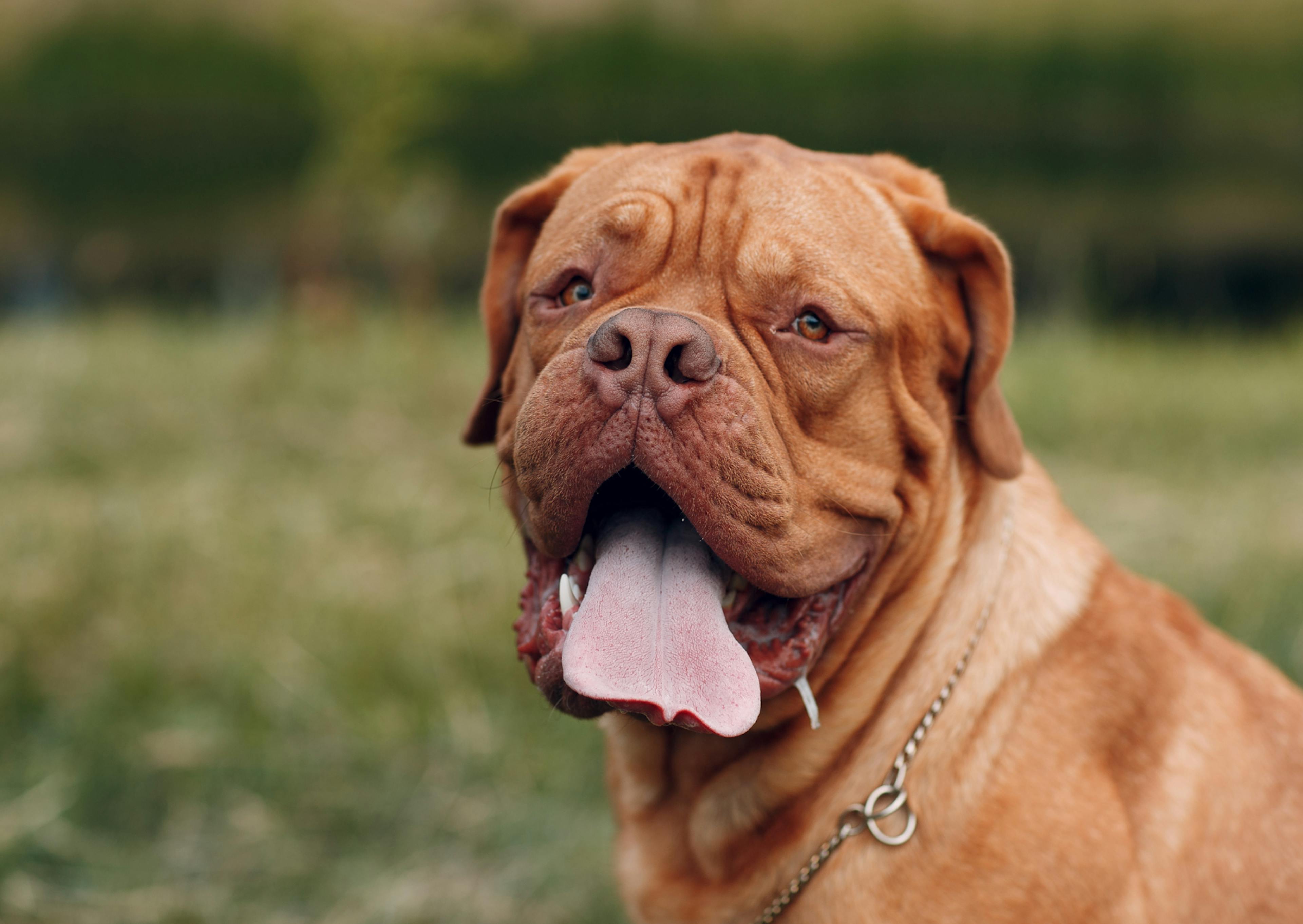 Dogue de Bordeaux qui regarde l'objectif, il tire la langue