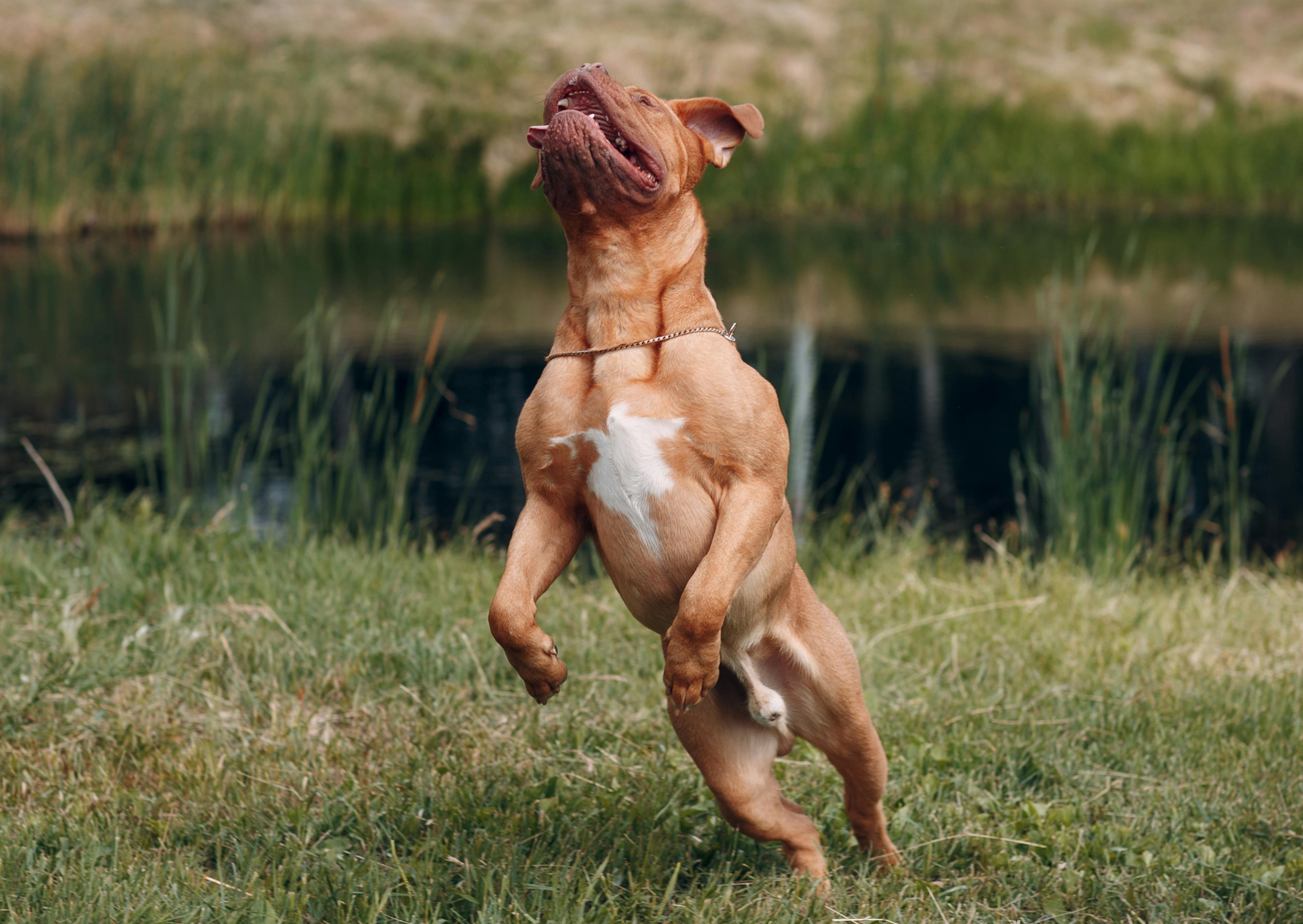 Dogue de Bordeaux qui bondit dans une étendue d'herbe