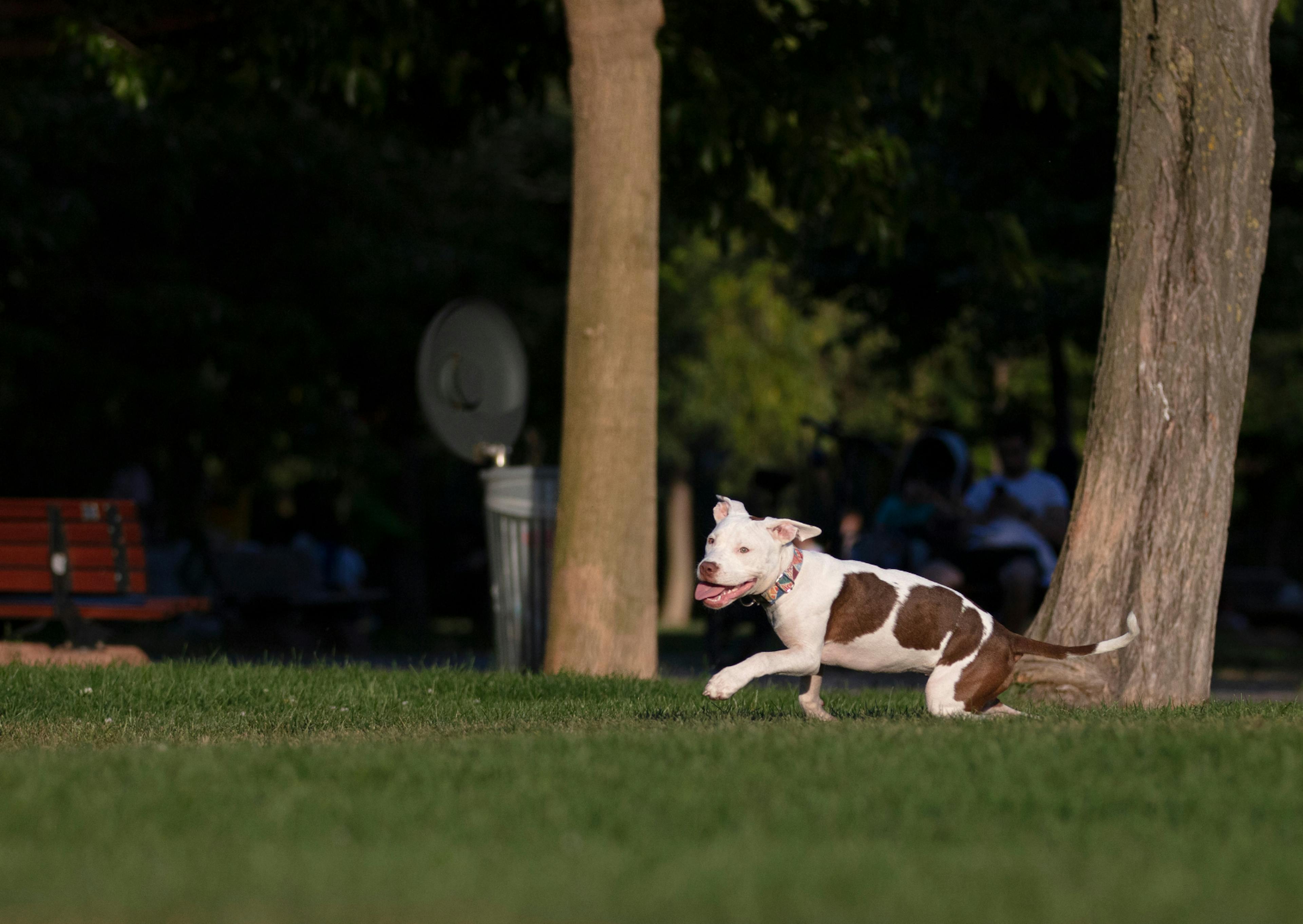 American Staffordshire Terrier qui court dans une étendue d'herbe, il tire la langue