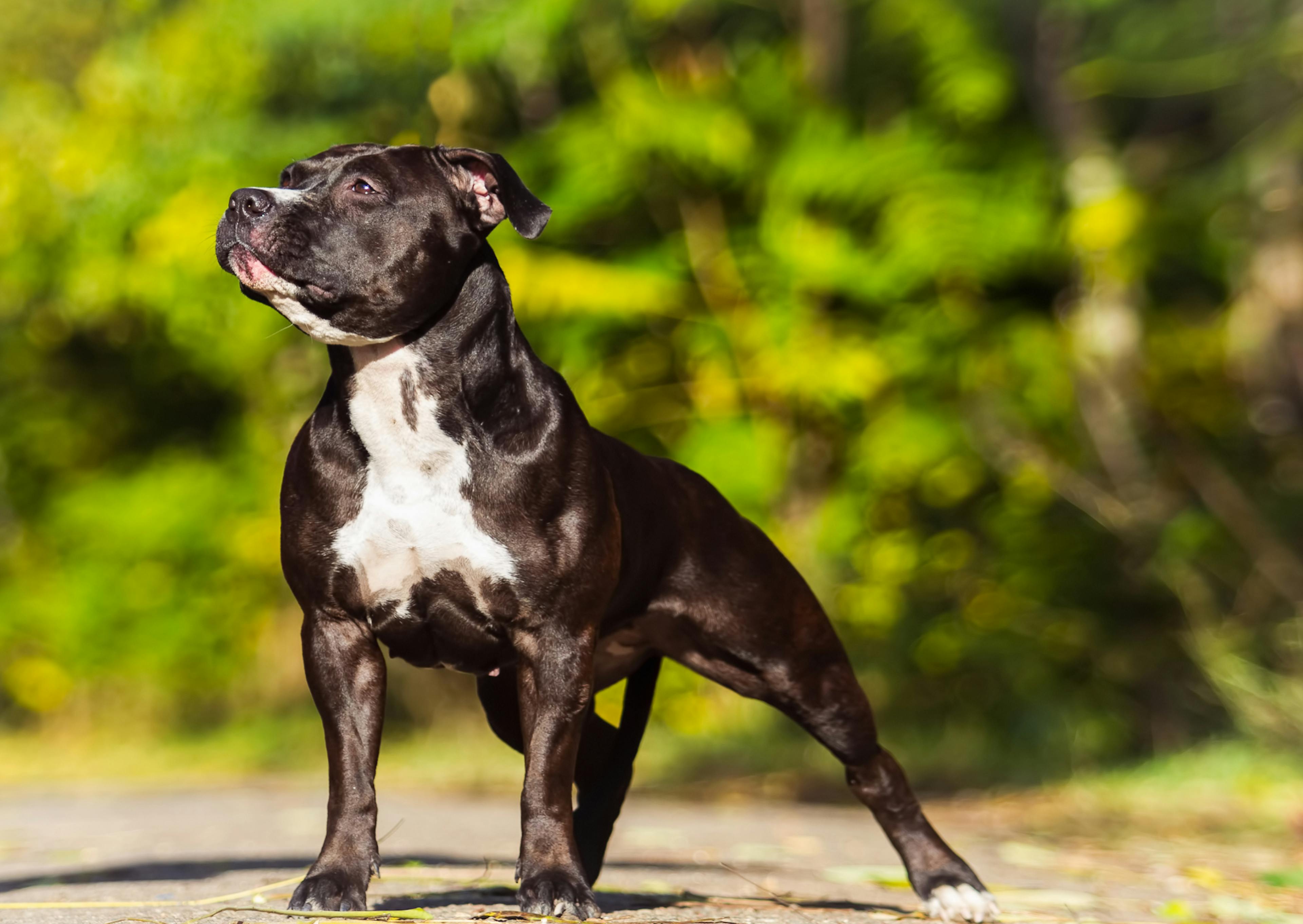 American Staffordshire Terrier noir et tendu, il regarde au loin, derrière lui il y a une forêt