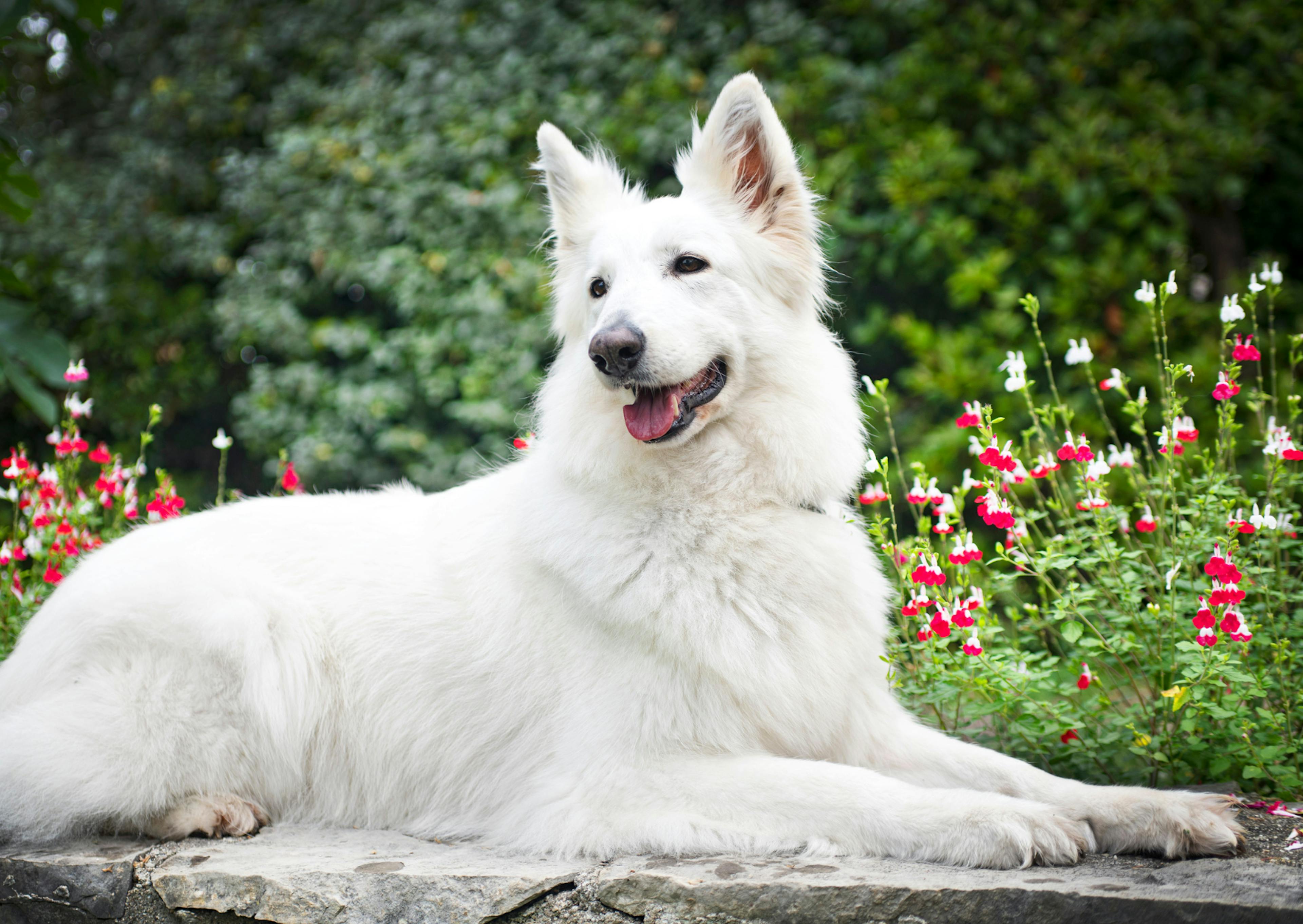 Berger Blanc Suisse couché il regarde ce qui se passe derrière lui