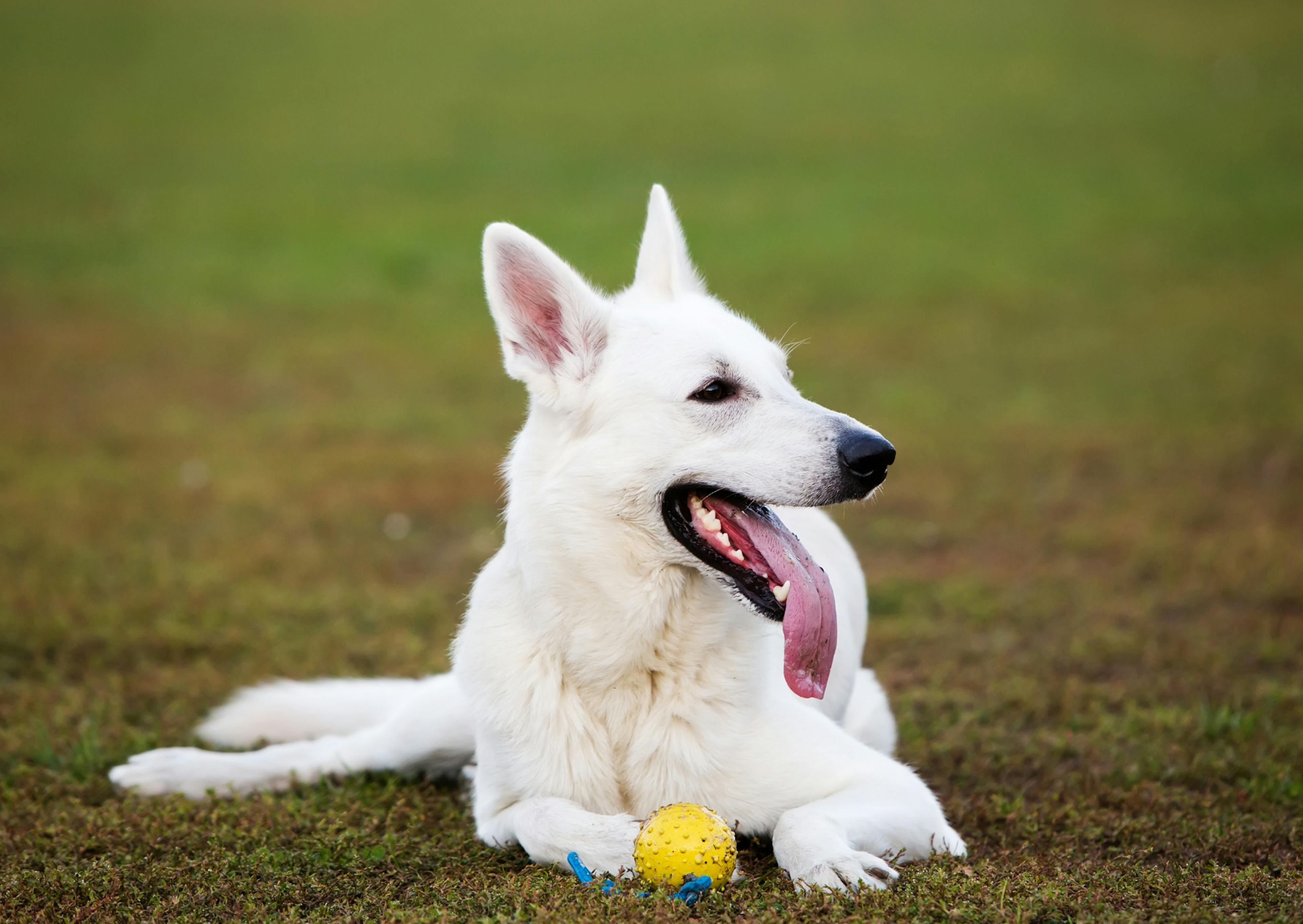 Berger Blanc Suisse couché dans une étendue d'herbe, il tire la langue et regarde au loin à côté de lui, il tient entre ses pattes une balle de jeu