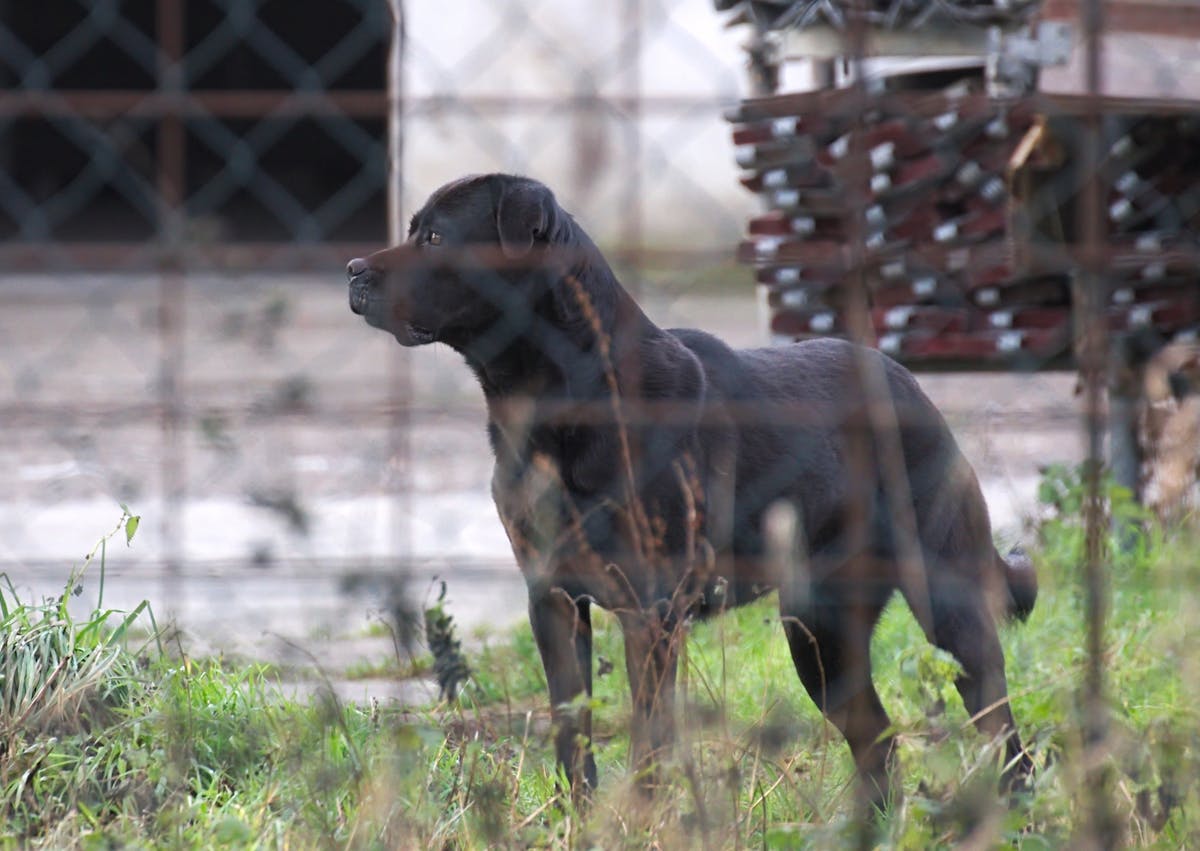 chien de garde debout dans l'hherbe, il regarde au loin, on voit un grillage devant lui