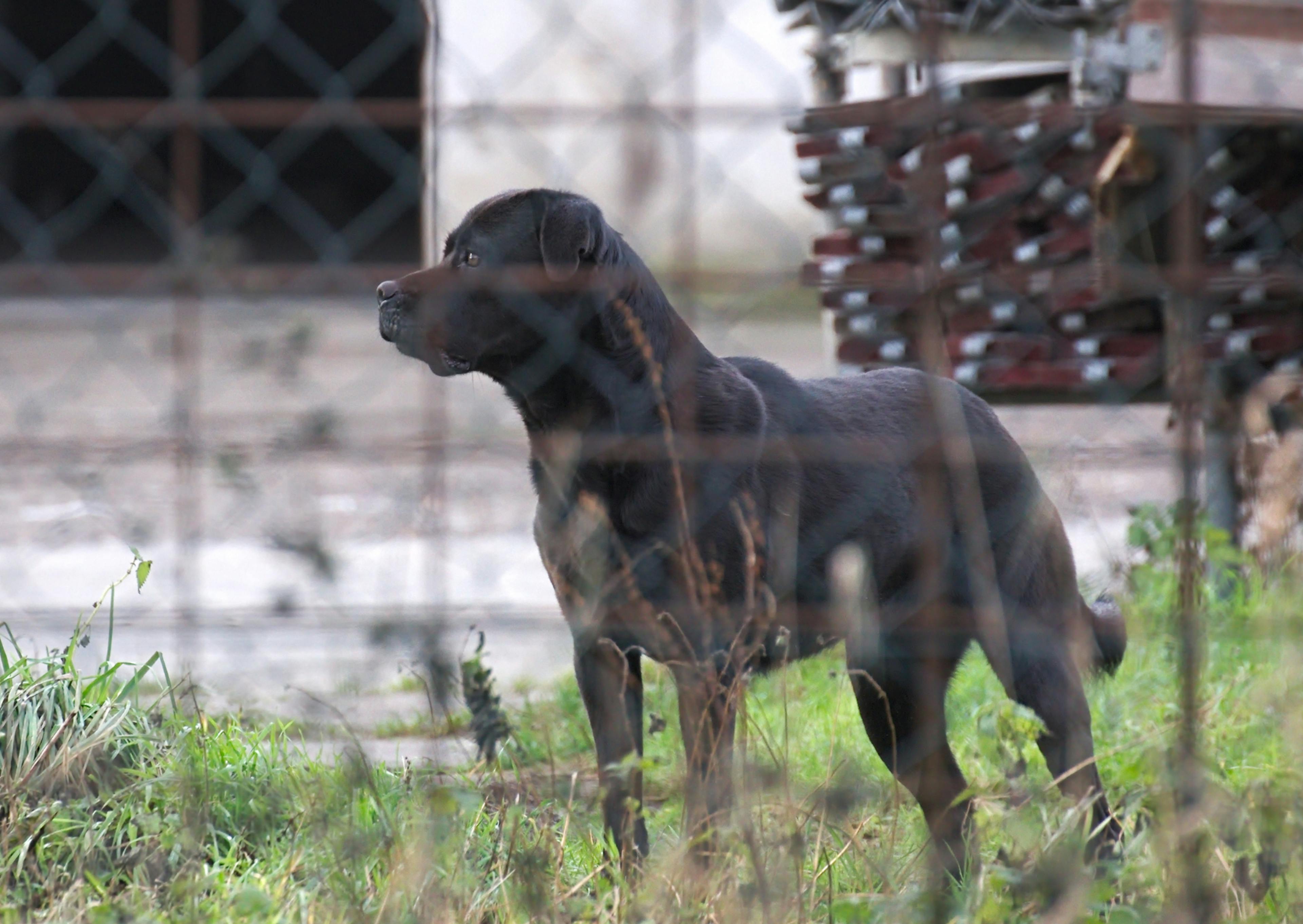 chien de garde debout dans l'hherbe, il regarde au loin, on voit un grillage devant lui 