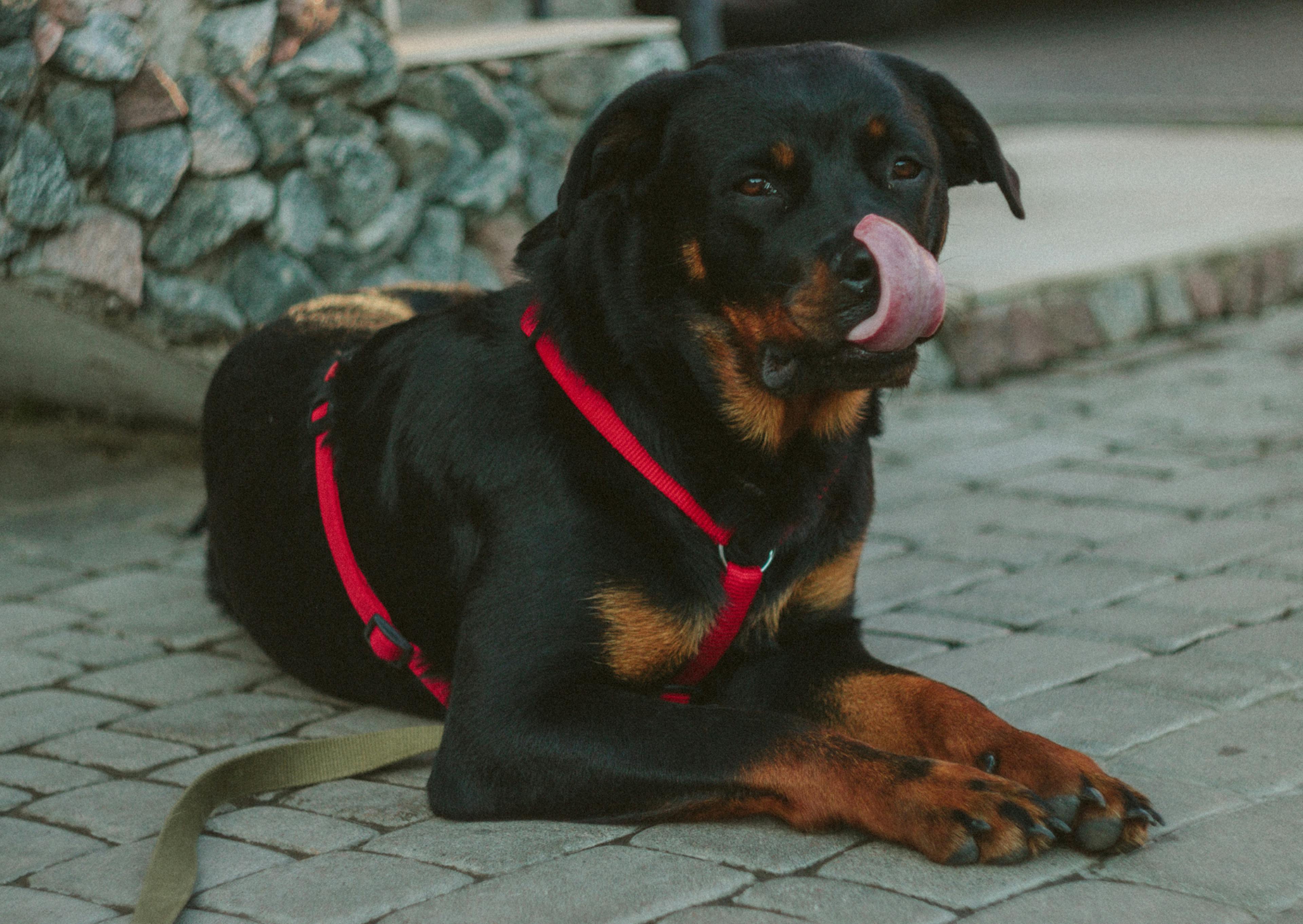 Chien de garde couché, il se lèche le museau, il porte un harnais rouge