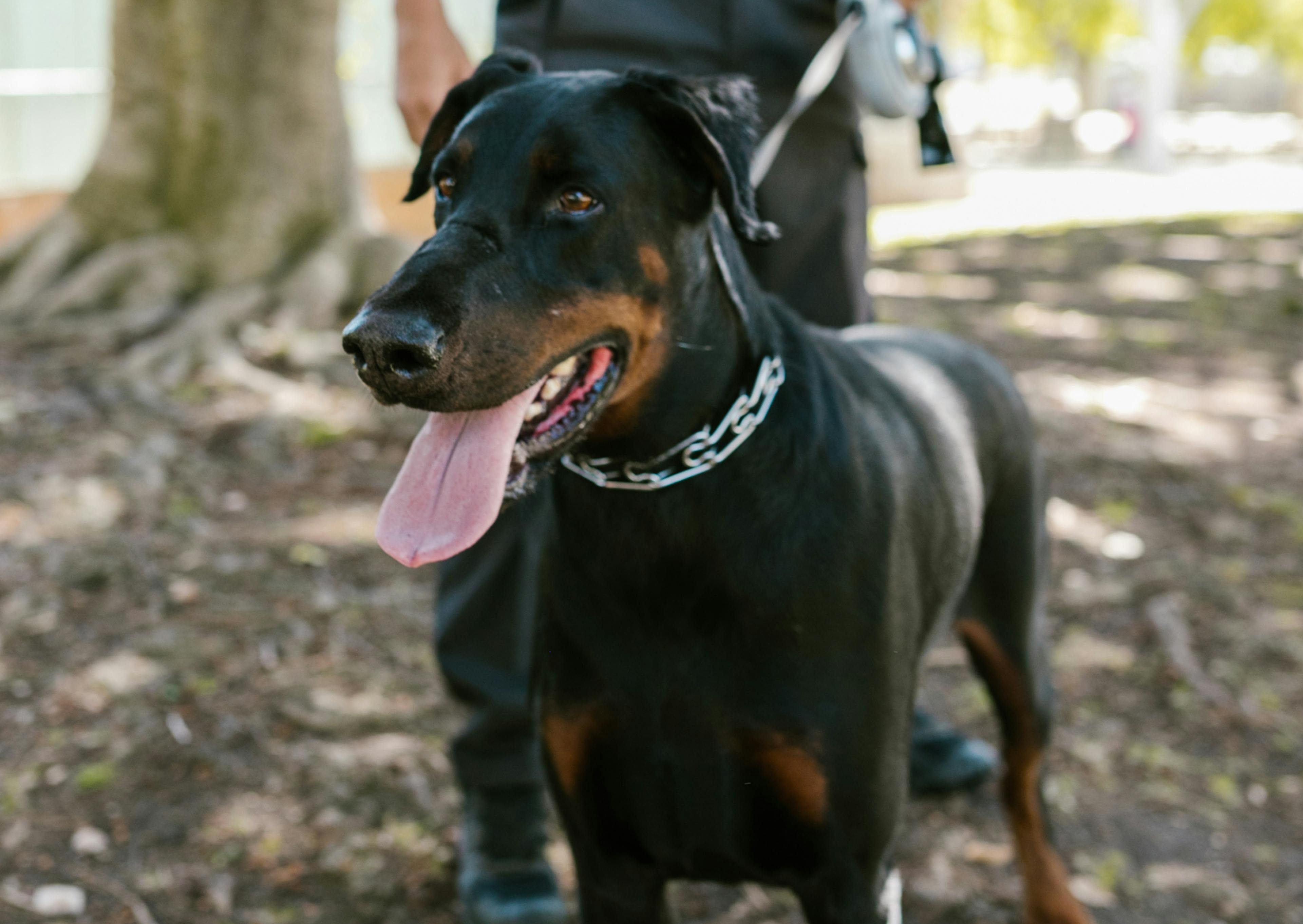 Chien de garde debout il a une chaîne en argent et est tenu par son propriétaire