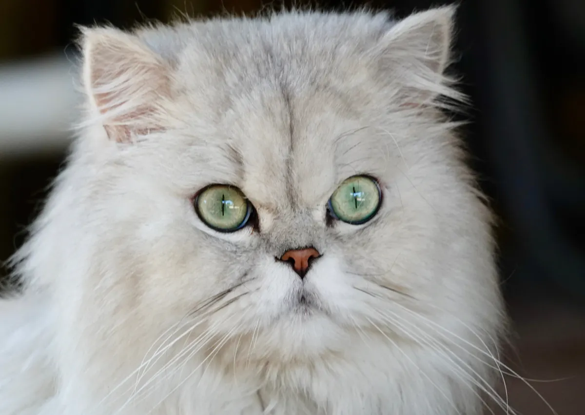 Persan blanc avec les yeux verts, il regarde droit devant lui