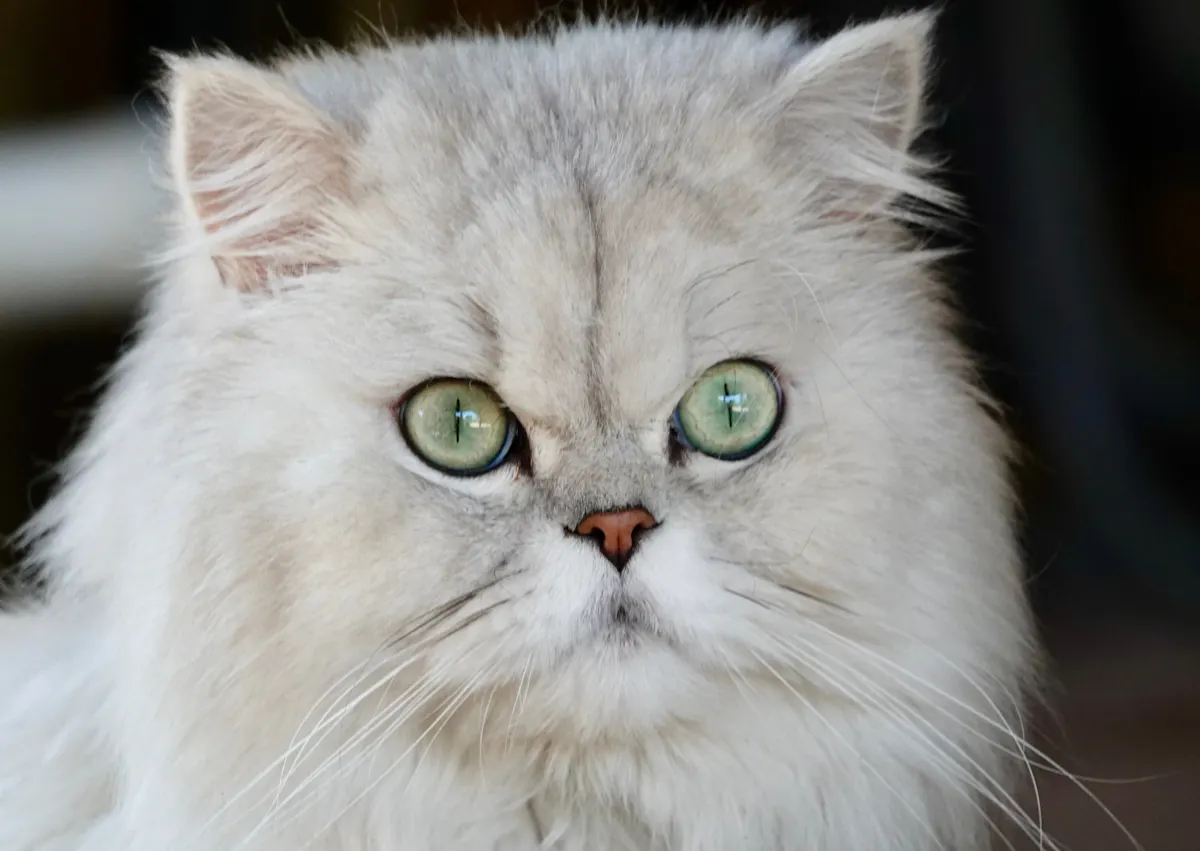 Persan blanc avec les yeux verts, il regarde droit devant lui 