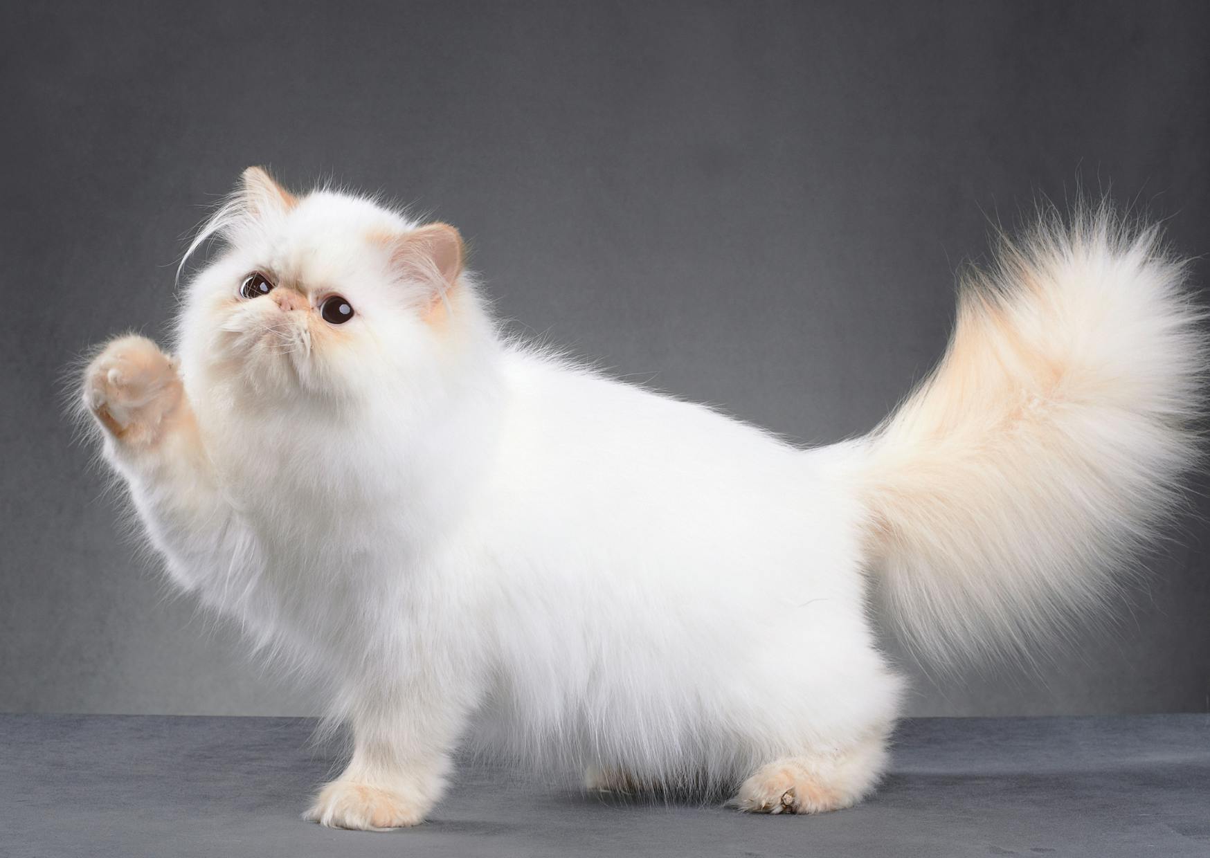 Persan blanc, il est debout et lève une de ses pattes avant, il regard evers le haut