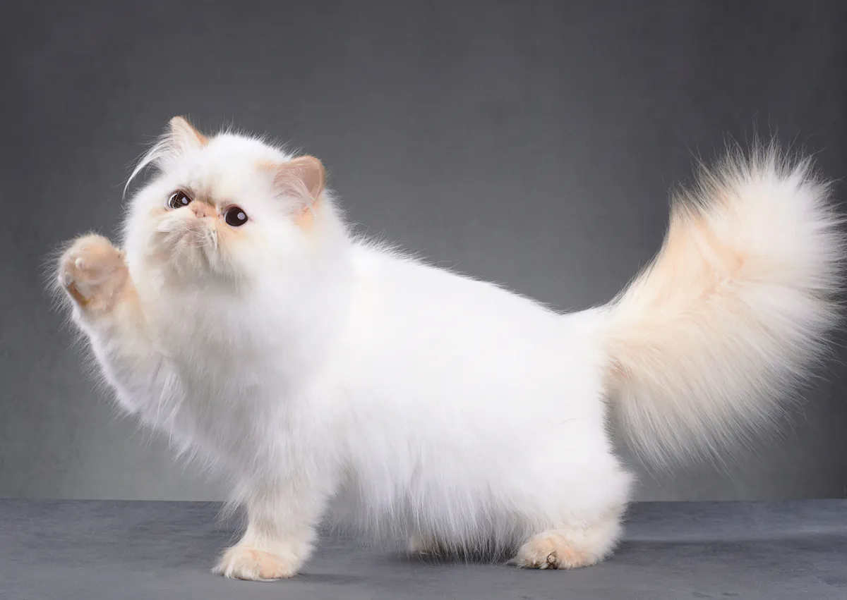 Persan blanc, il est debout et lève une de ses pattes avant, il regard evers le haut 