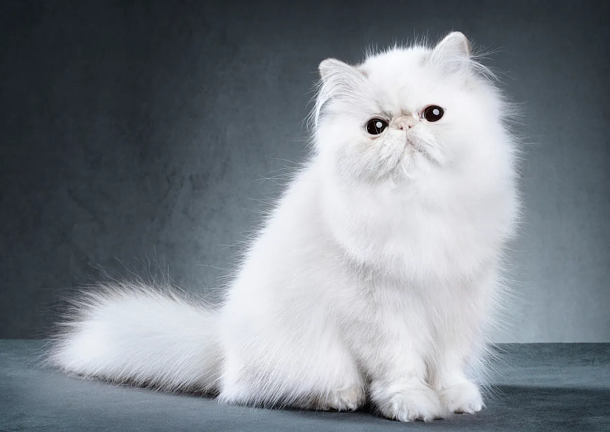 Persan assis, il est tout blanc, il regarde l'objectif