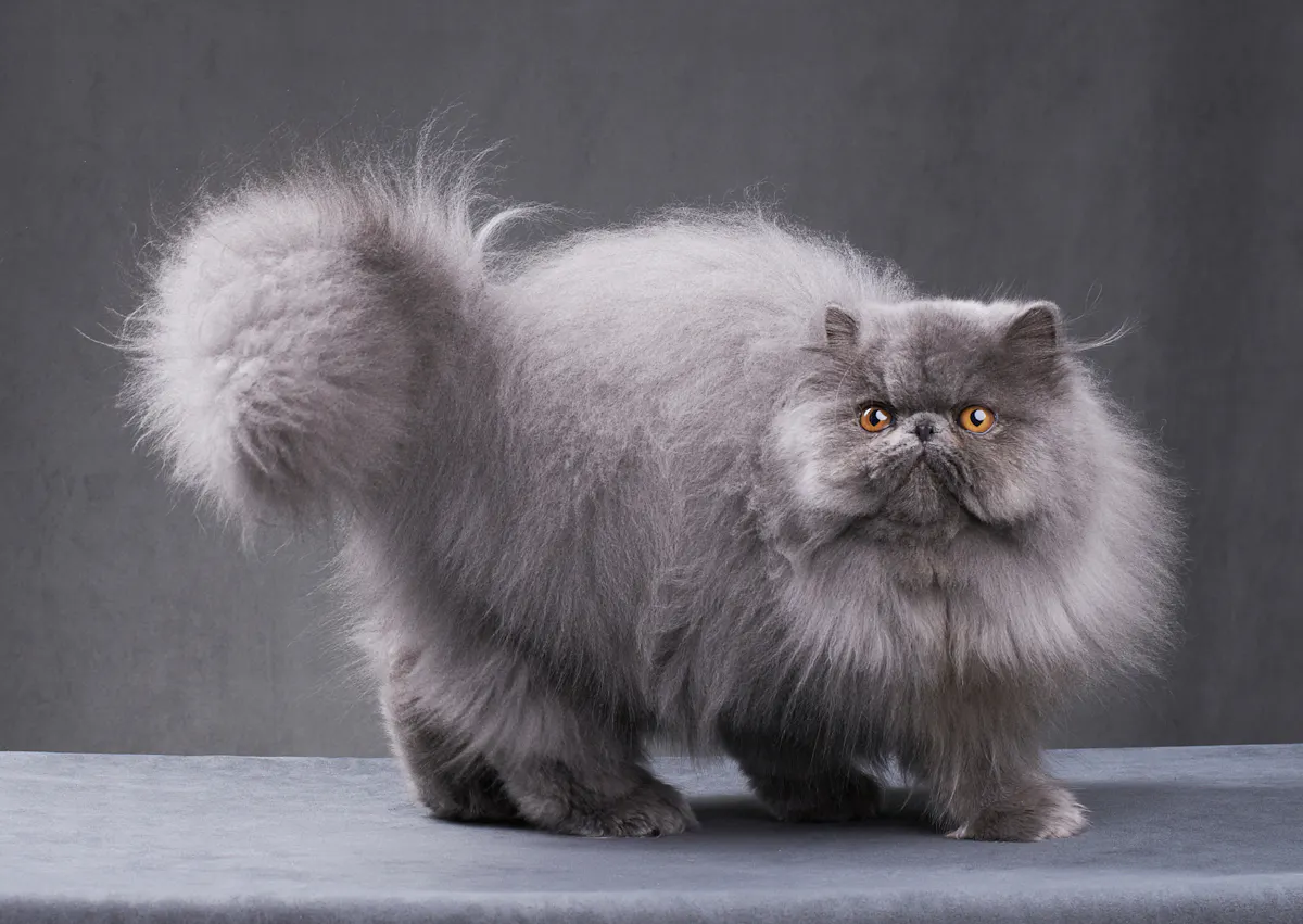 Persan sur fond gris, lui aussi est tout gris, il regarde droit devant lui et remue la queue
