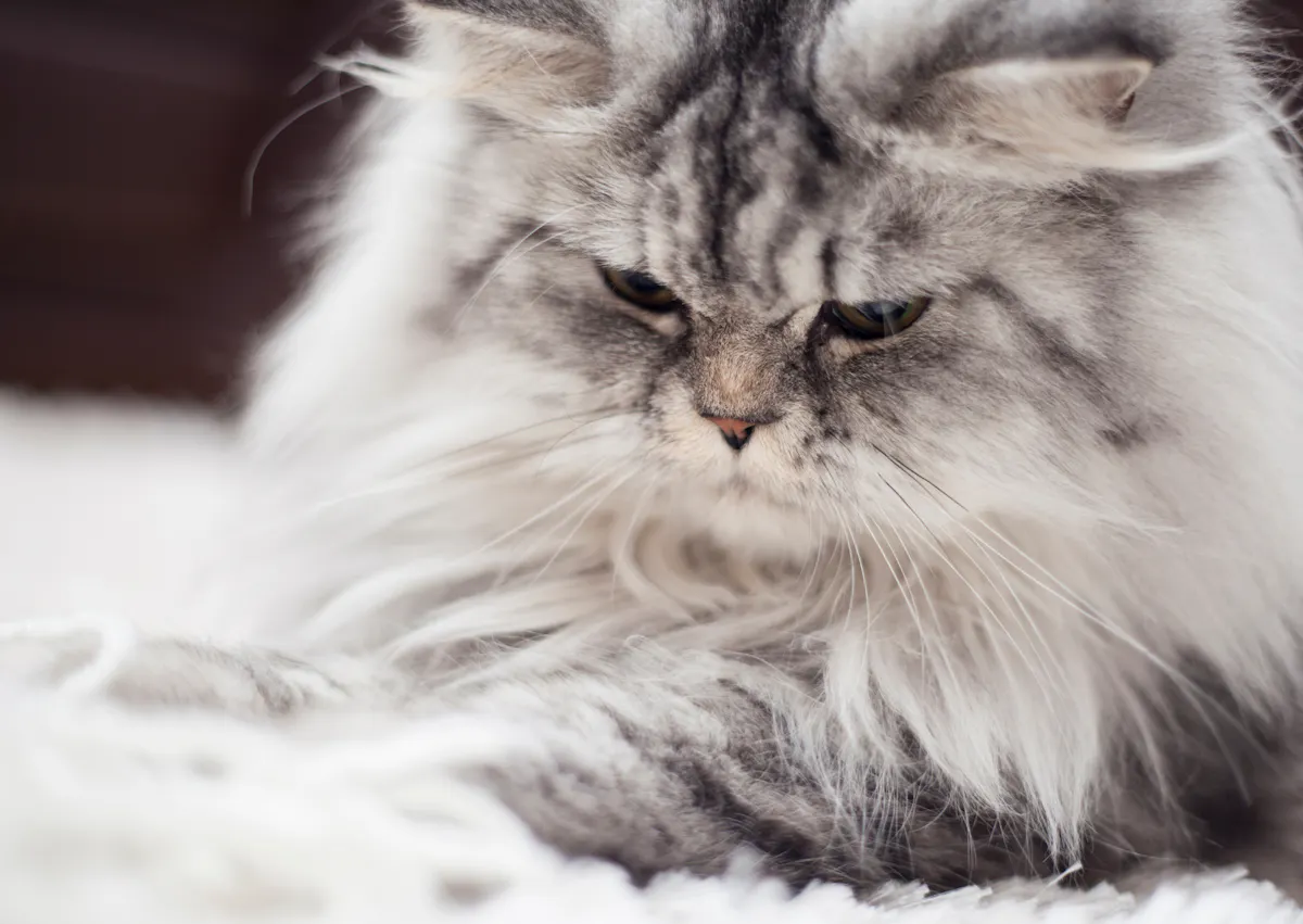 Persan couché, il regard evers me bas